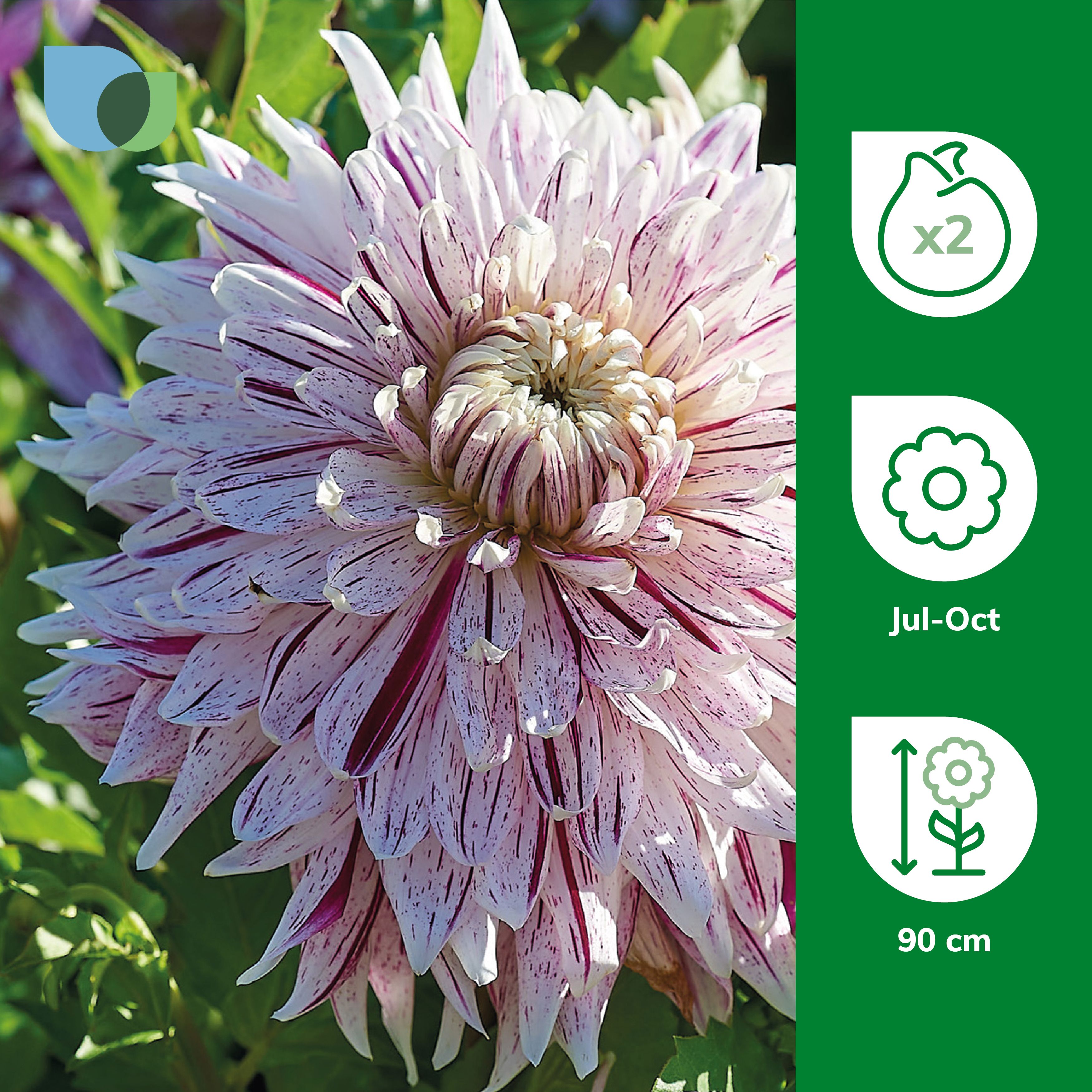 Decorative Dahlia Avignon 2 Flower bulbs