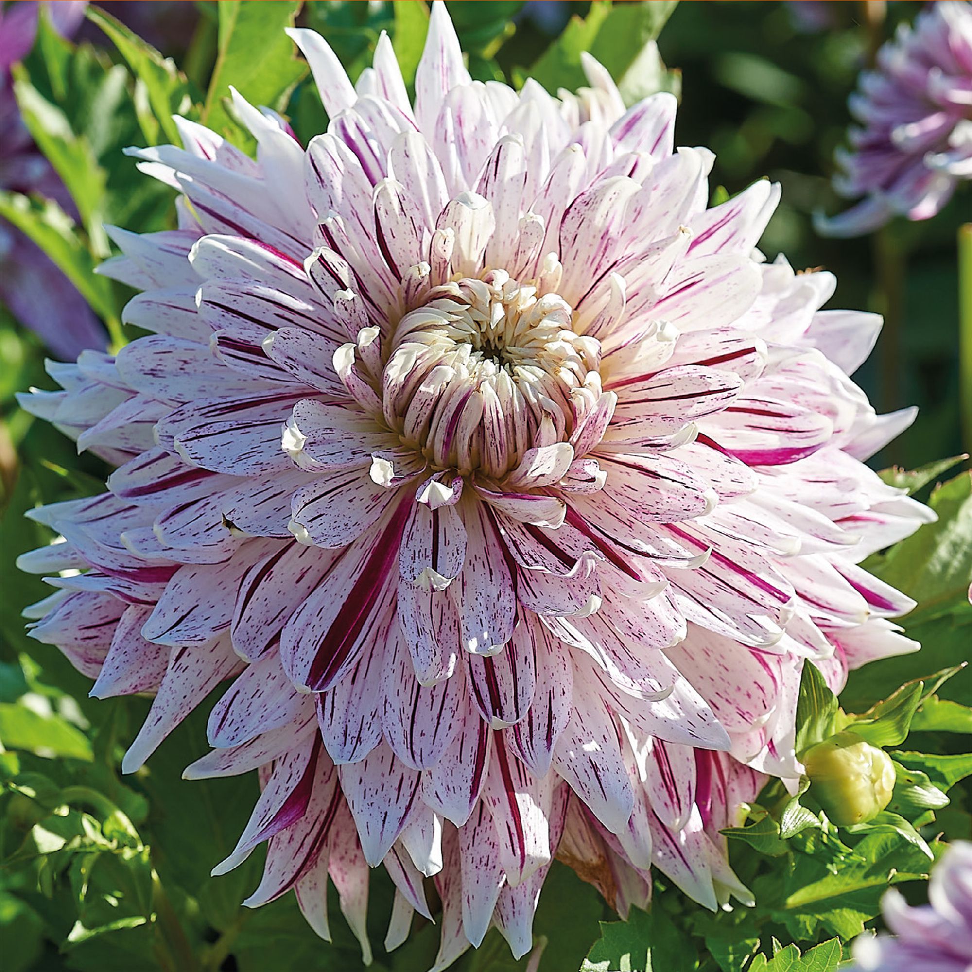 Decorative Dahlia Avignon 2 Flower bulbs