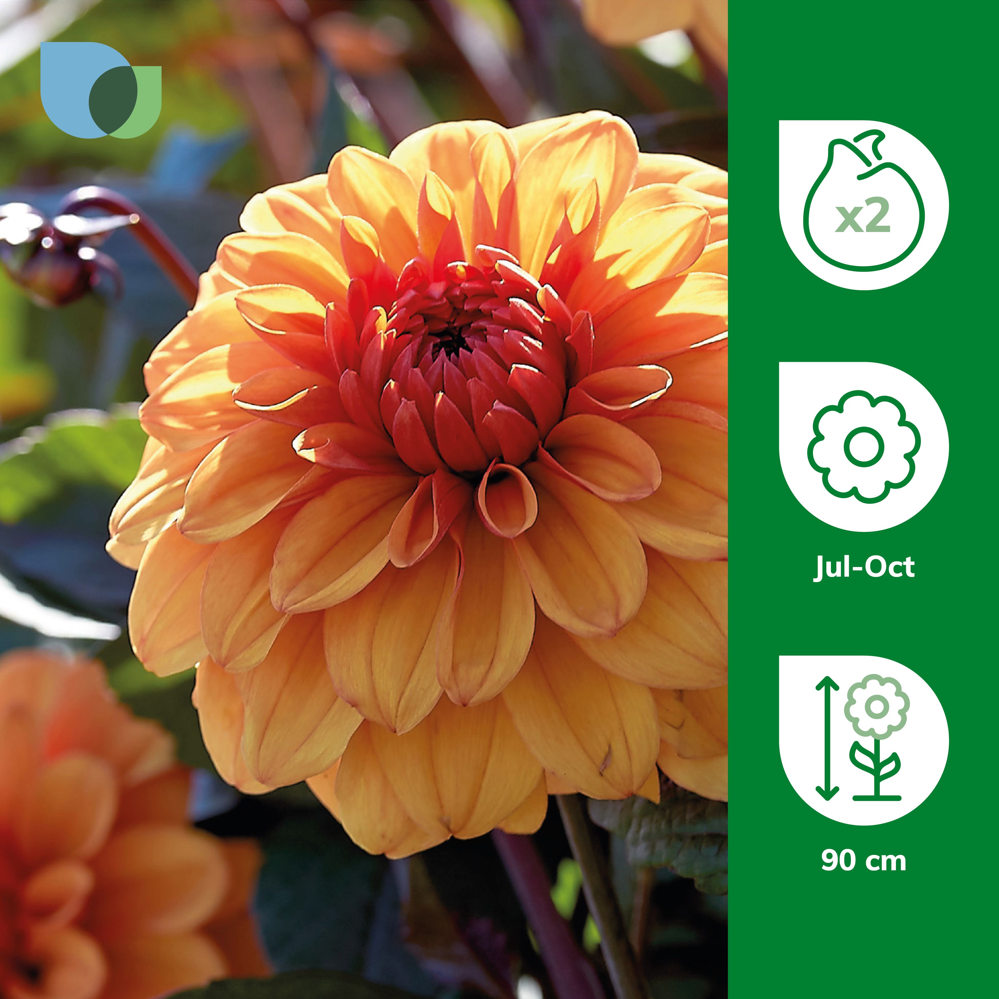 Decorative Dahlia David Howard Flower bulb