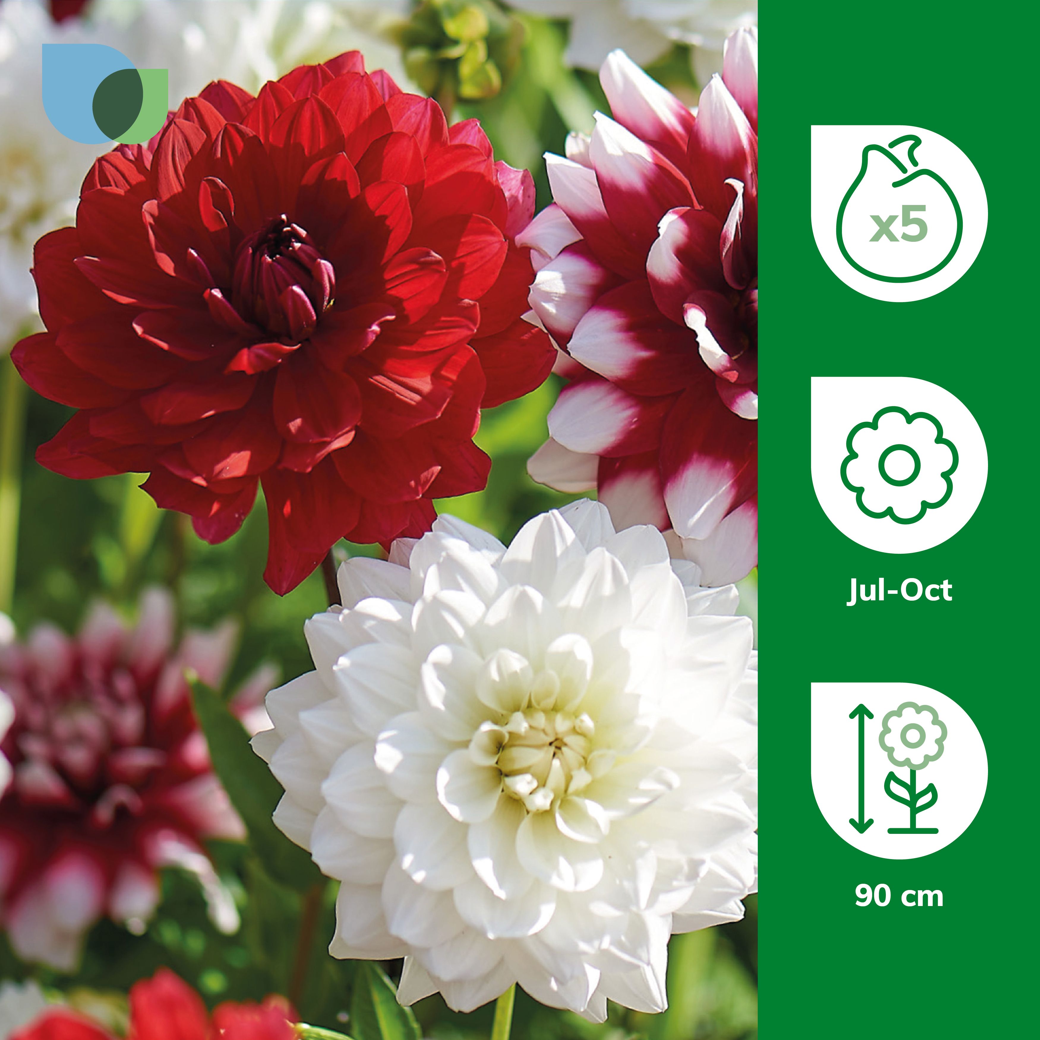 Decorative Dahlia Day & Night Mixed 5 Flower bulbs