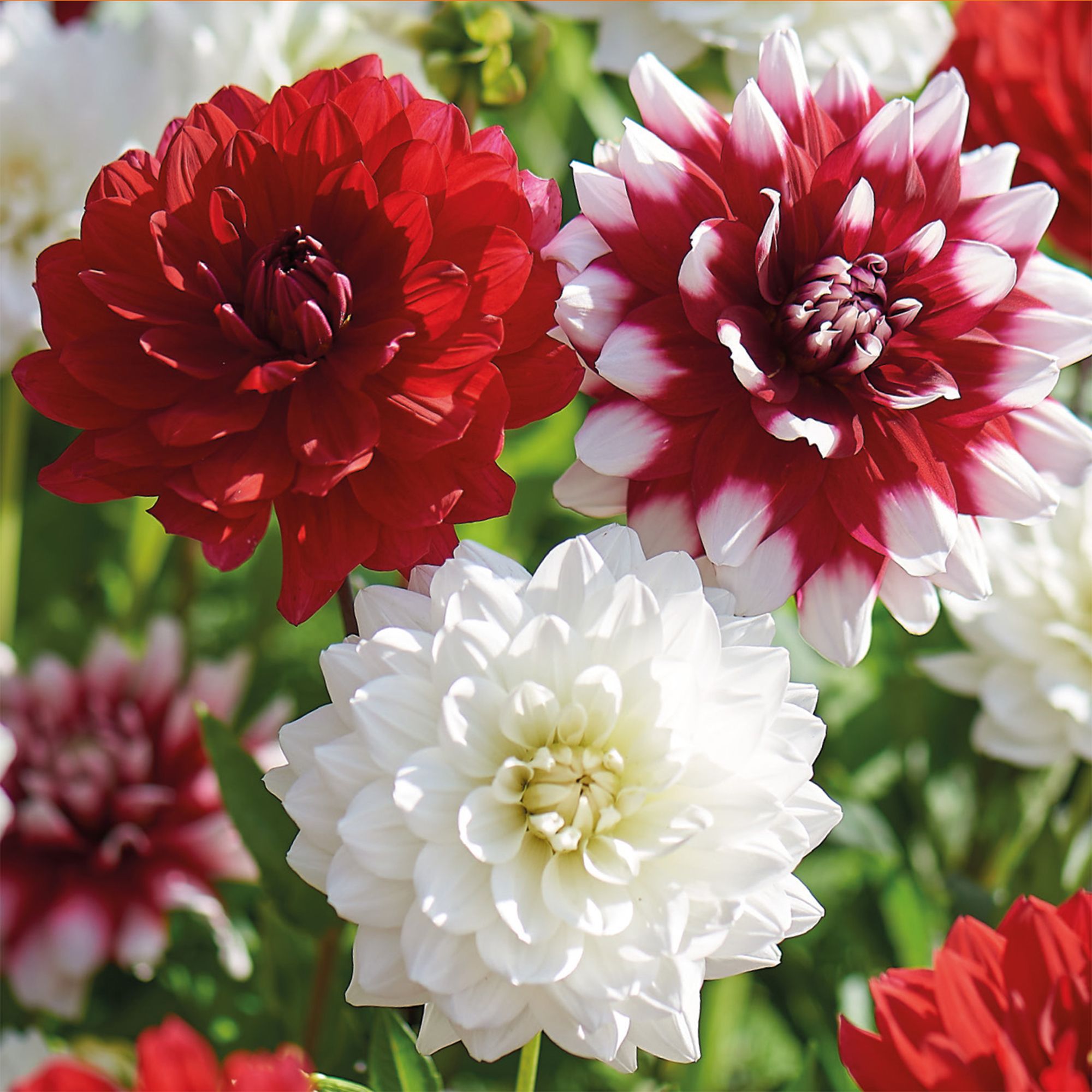 Decorative Dahlia Day & Night Mixed 5 Flower bulbs