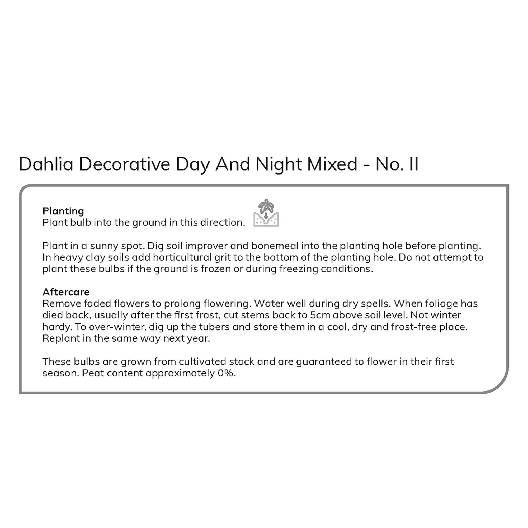 Decorative Dahlia Day & Night Mixed 5 Flower bulbs