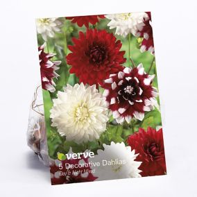 Decorative Dahlia Day & Night Mixed Flower bulb, Pack of 5