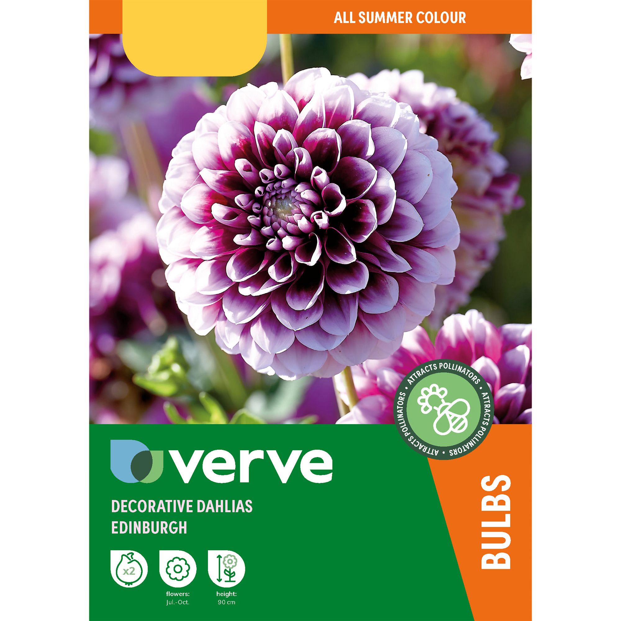 Decorative Dahlia Edinburgh 2 Flower bulbs