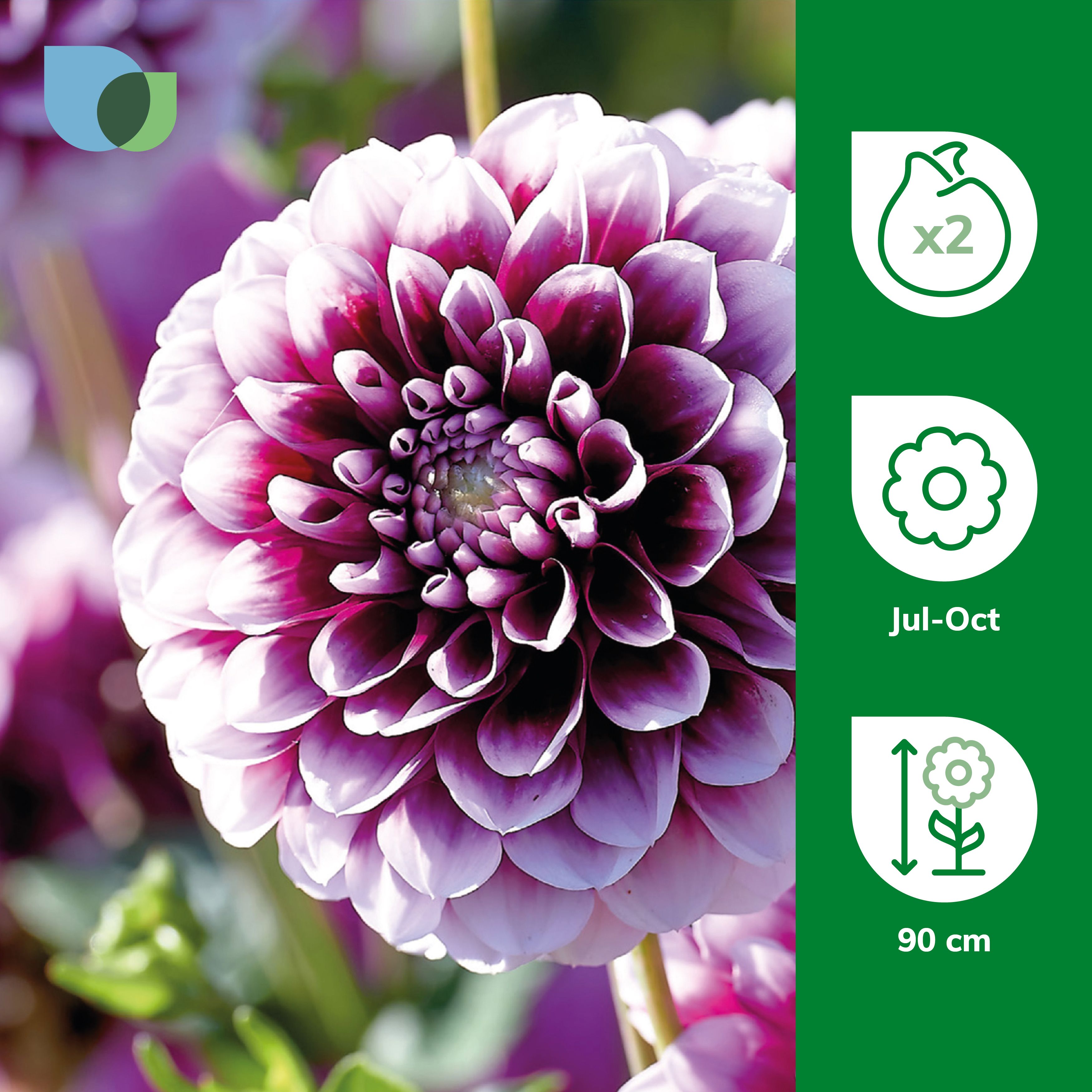 Decorative Dahlia Edinburgh 2 Flower bulbs