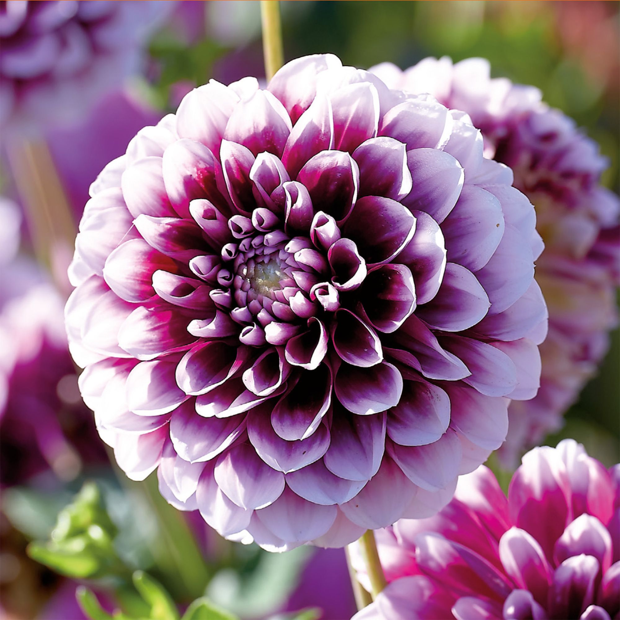 Decorative Dahlia Edinburgh 2 Flower bulbs