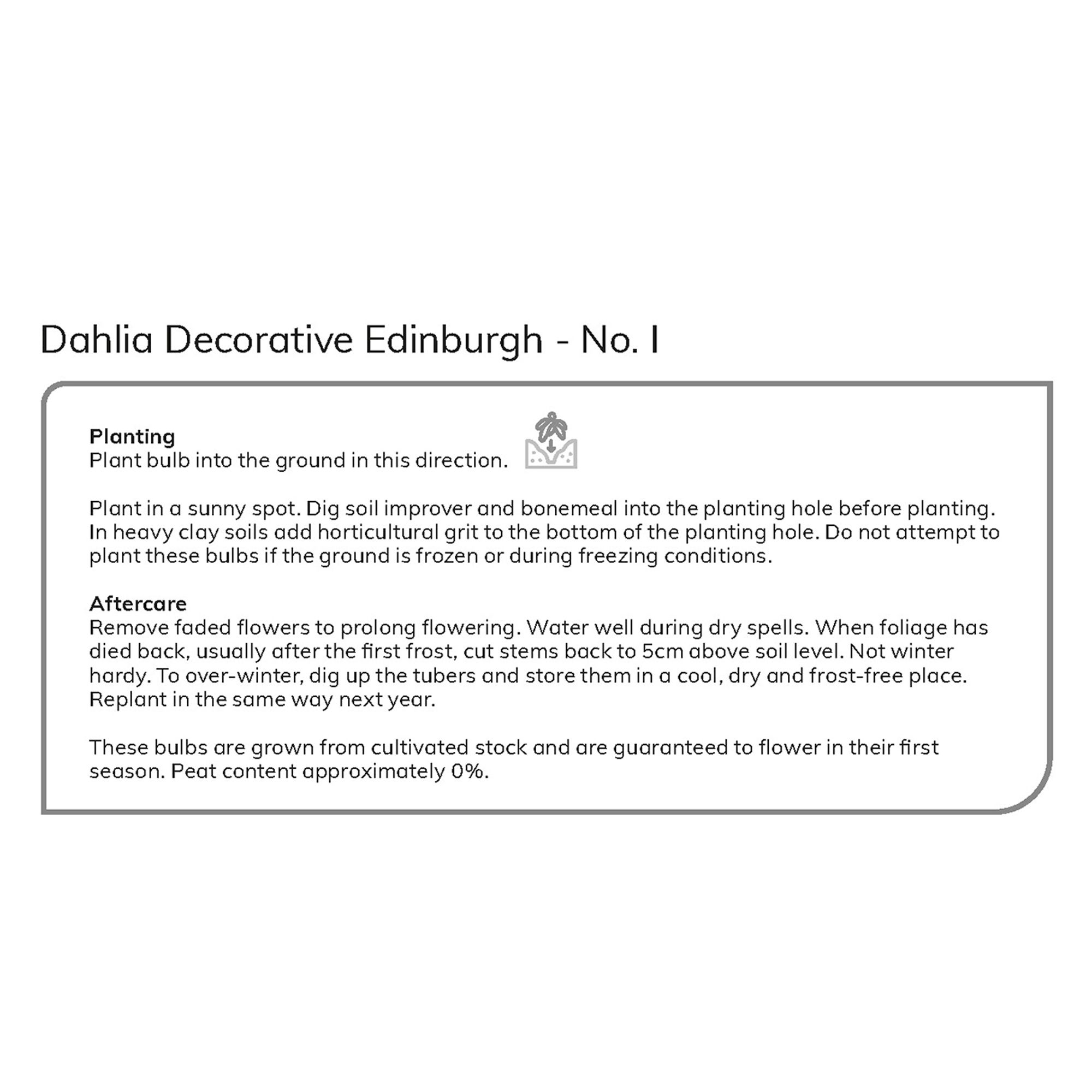Decorative Dahlia Edinburgh 2 Flower bulbs