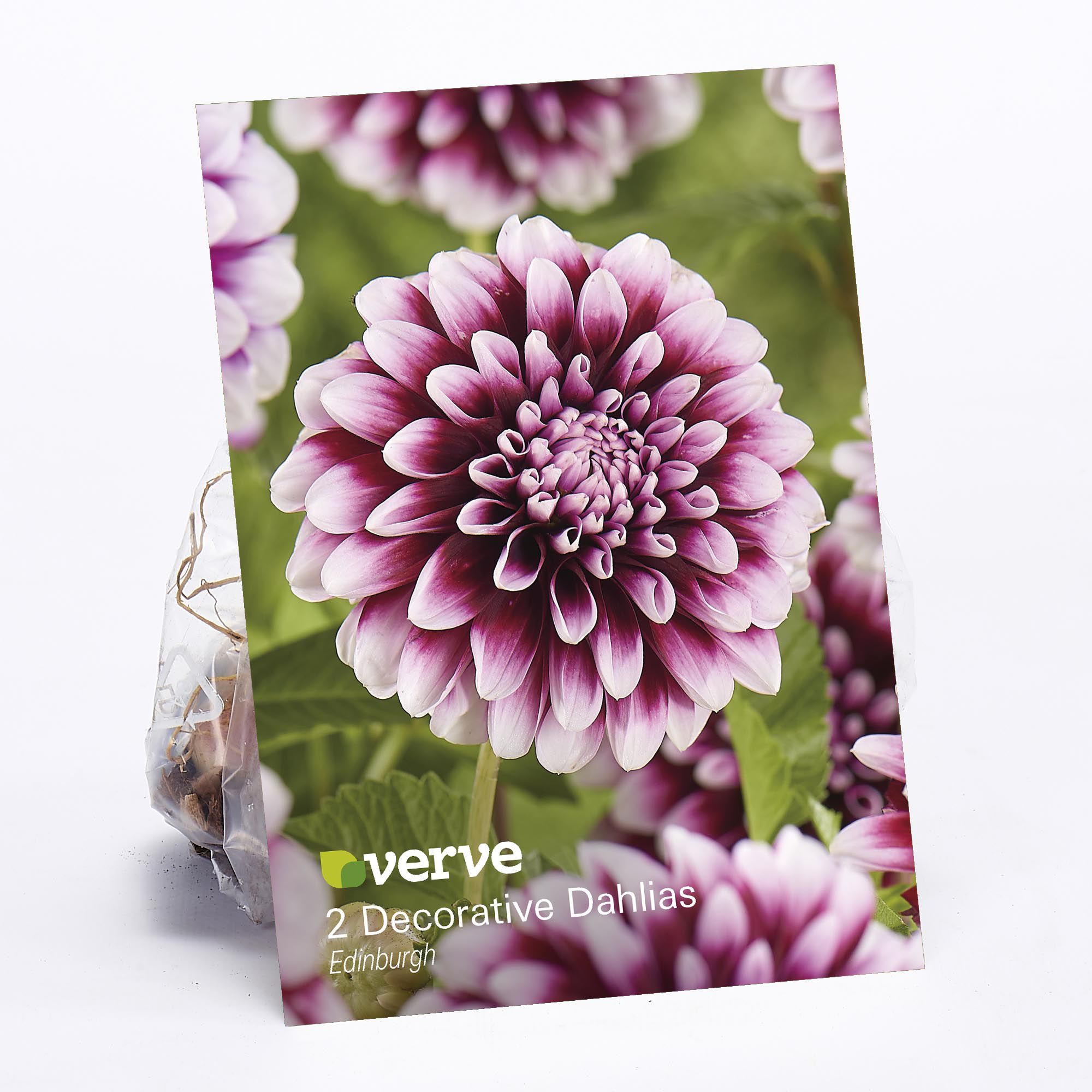 Decorative Dahlia Edinburgh Flower bulb, Pack of 2