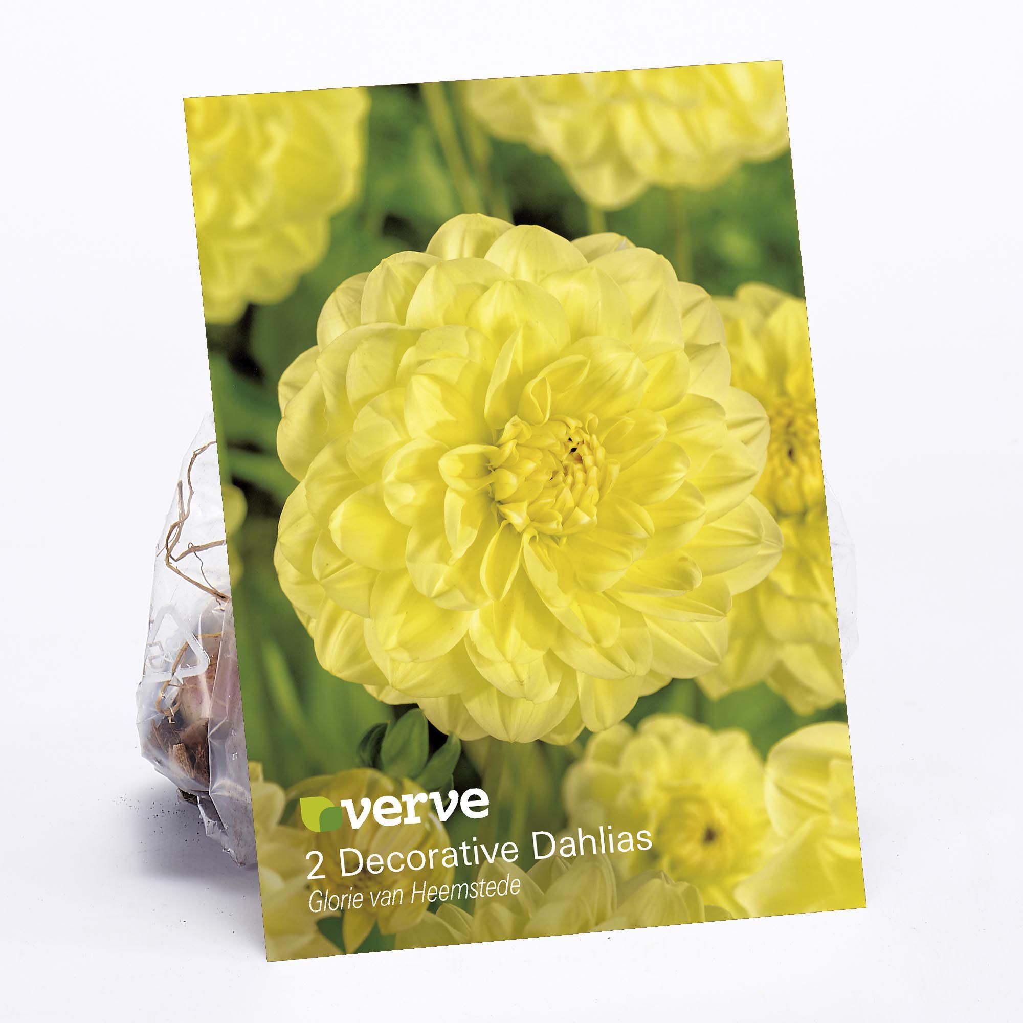 Decorative Dahlia Glorie Van Heemstede 2 Flower bulbs