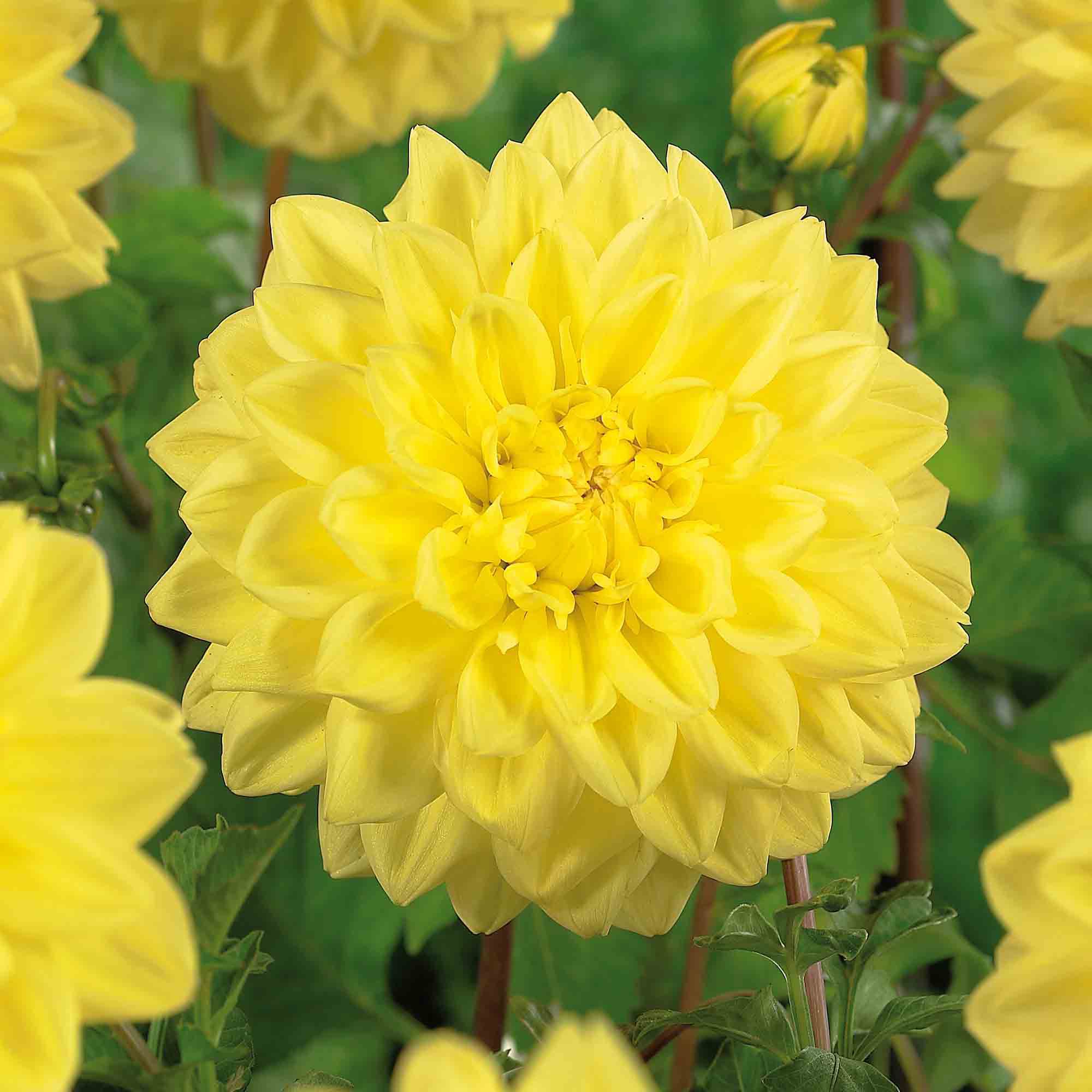 Decorative Dahlia Glorie Van Heemstede 2 Flower bulbs