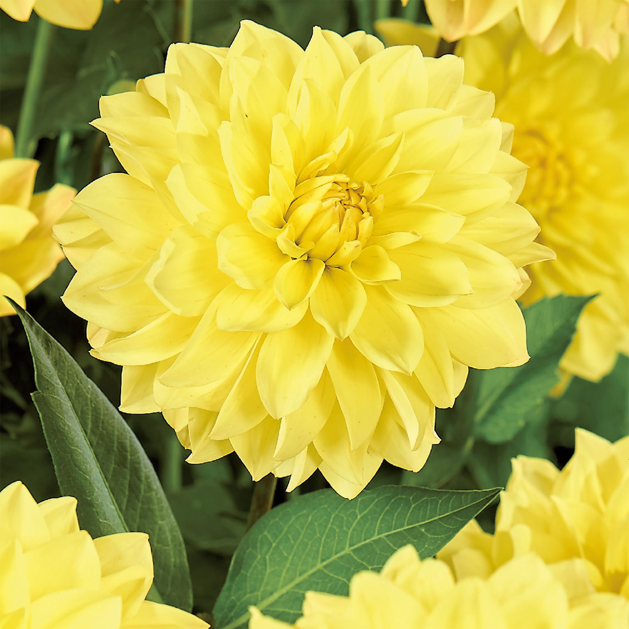★hai★ Dahlia Bag Light Yellow Hai Dahlia Bag Light Yellow – The Norah Store
