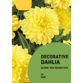 Decorative Dahlia Glorie van Heemstede Yellow Flower bulb