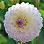 Decorative Dahlia Hotline Pale Pink bicolour Flower bulb Pack of 2
