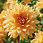 Decorative Dahlia Noordwijk's Glory Orange Flower bulb Pack of 2