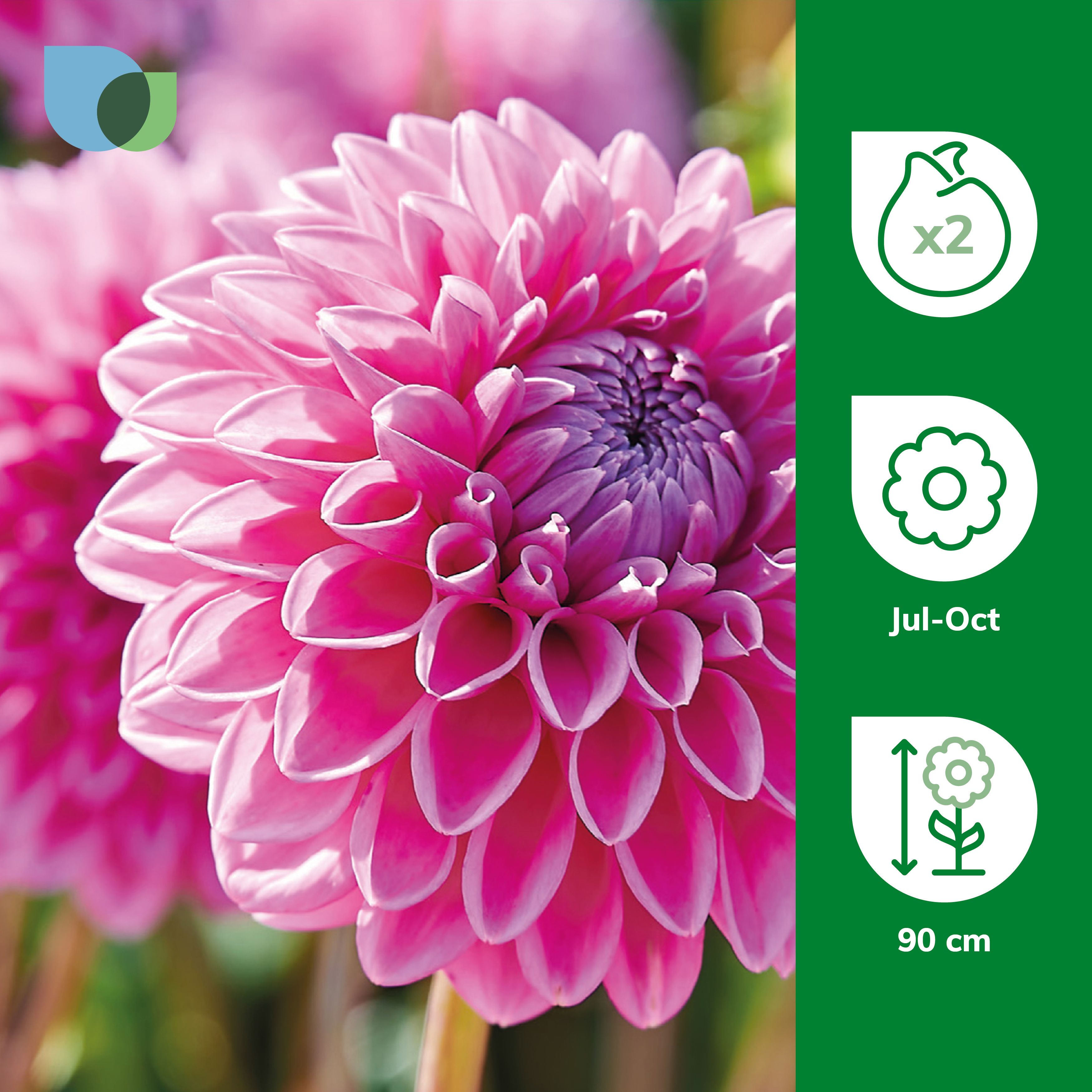 Dahlia Decorative Collection C - JParkers