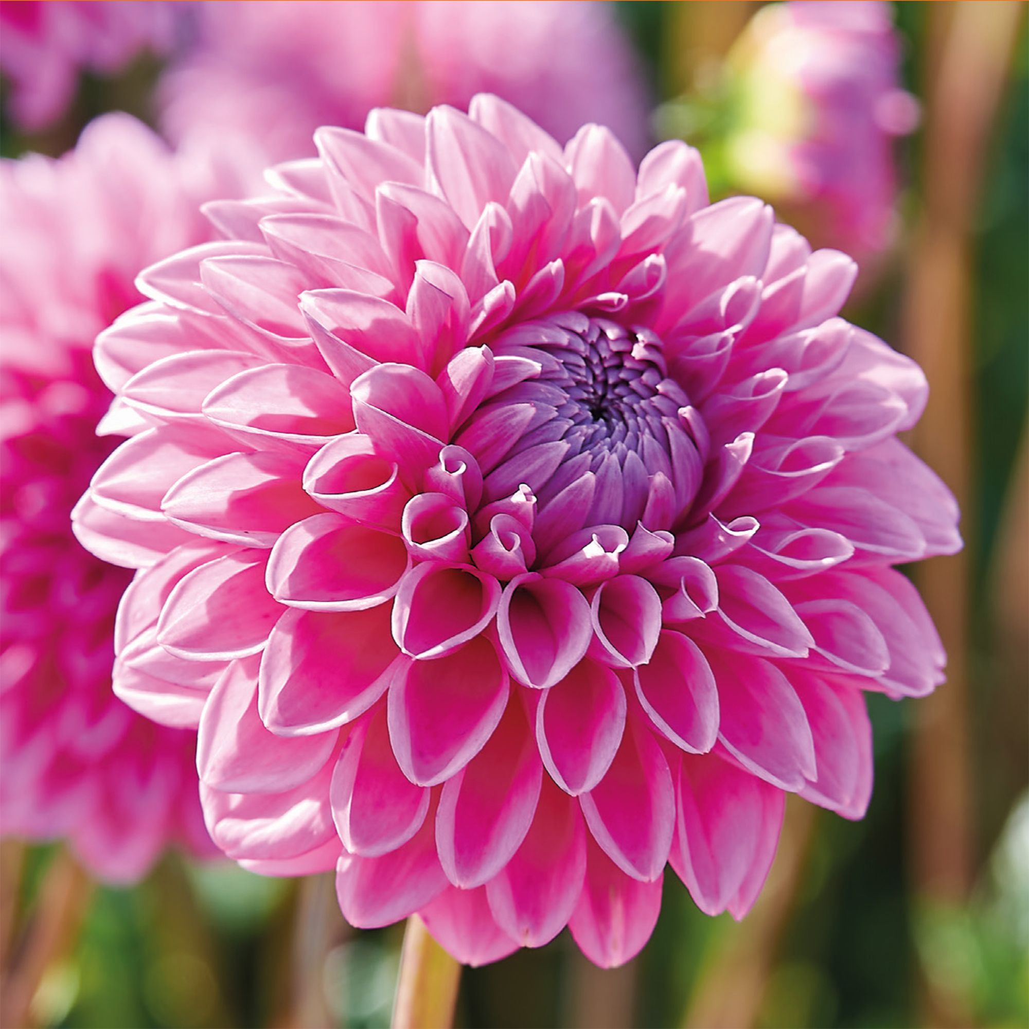 Decorative Dahlia Sandra 2 Flower bulbs