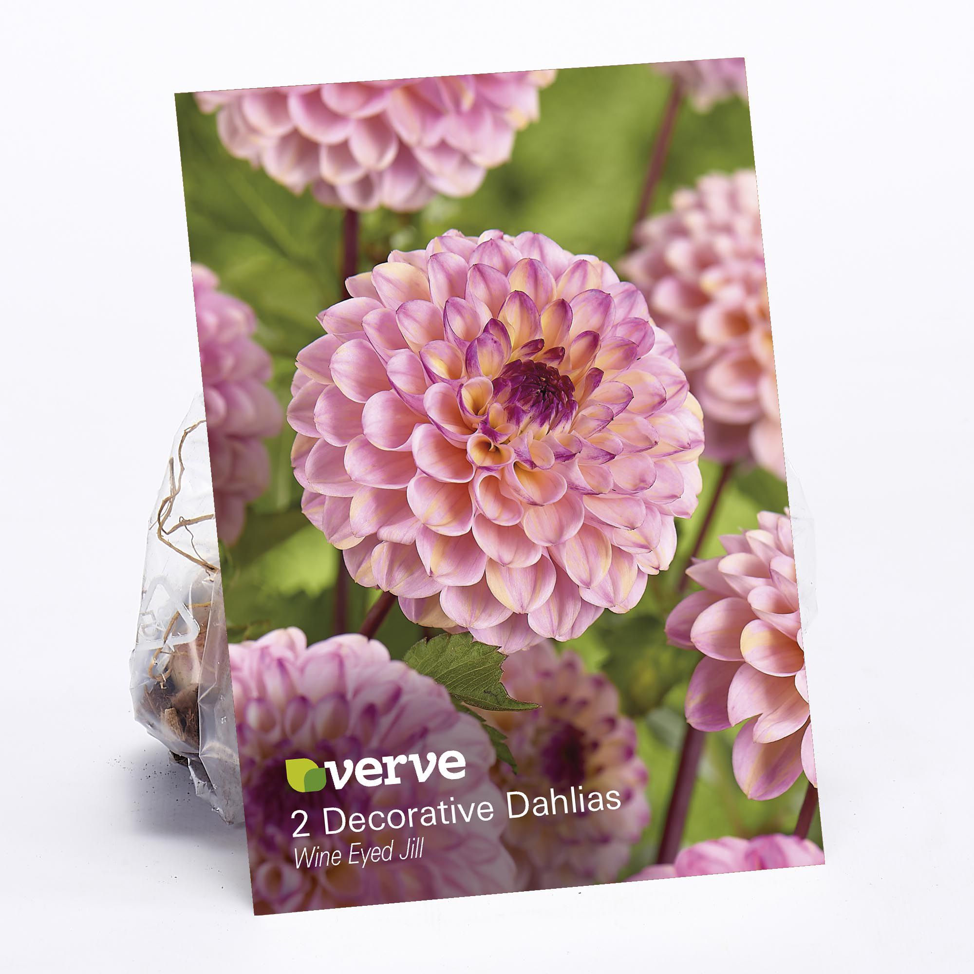 Decorative Dahlia Wine-Eyed Jill 2 Flower bulbs