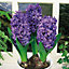 Delft blue Hyacinth Flower bulb, Pack