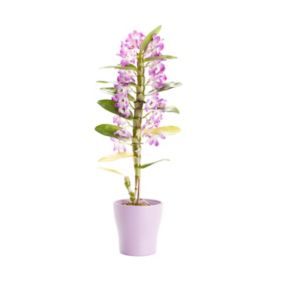 Dendrobium nobile orchid Pot