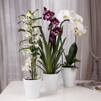 DENDROBIUM ORCHID IN CERAMIC