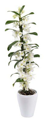 DENDROBIUM ORCHID IN CERAMIC