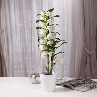 DENDROBIUM ORCHID IN CERAMIC