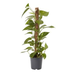 Devil's ivy in 19cm Anthracite grey Foliage plant Plastic Grow pot