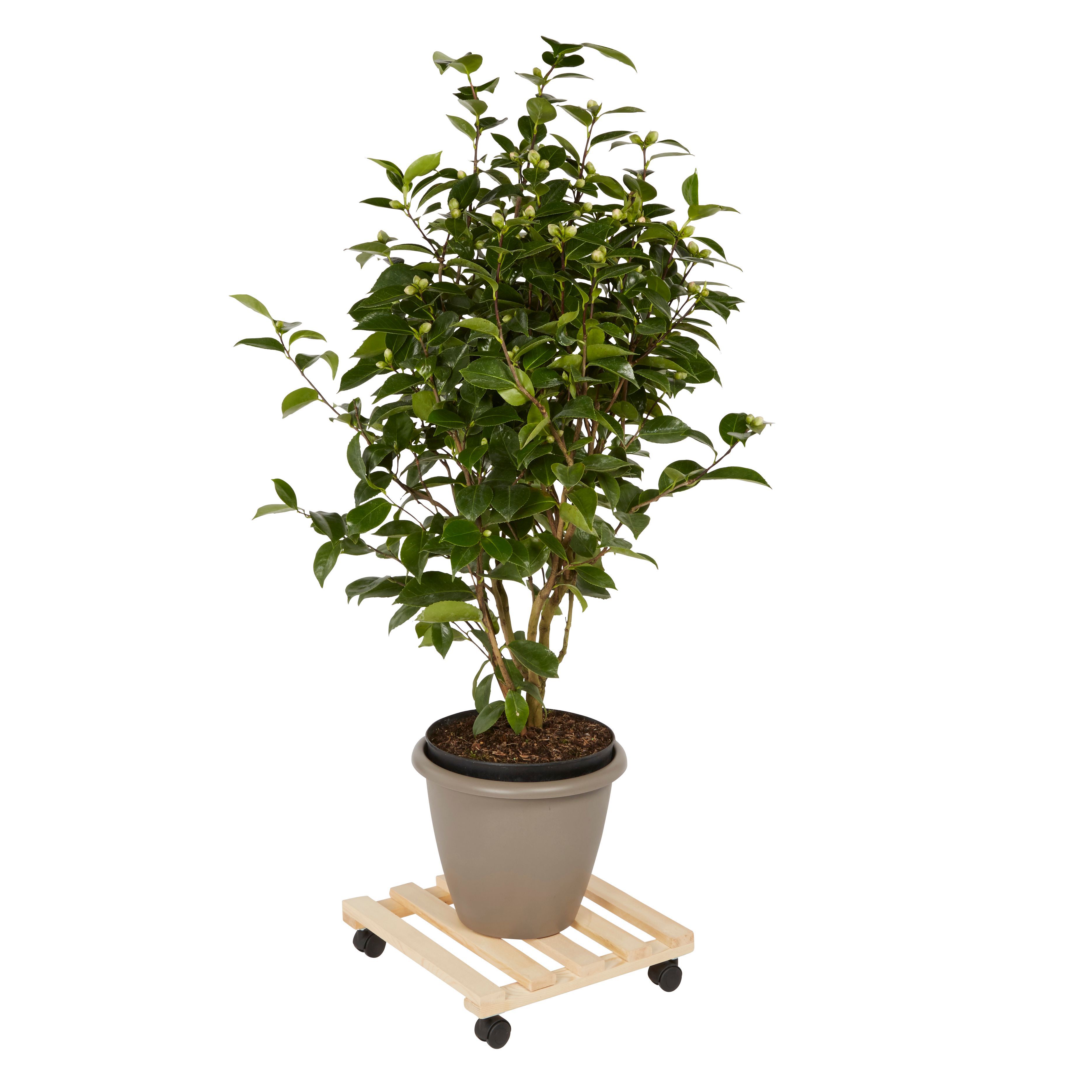 Diall Wood Dolly, 80kg capacity - TR15