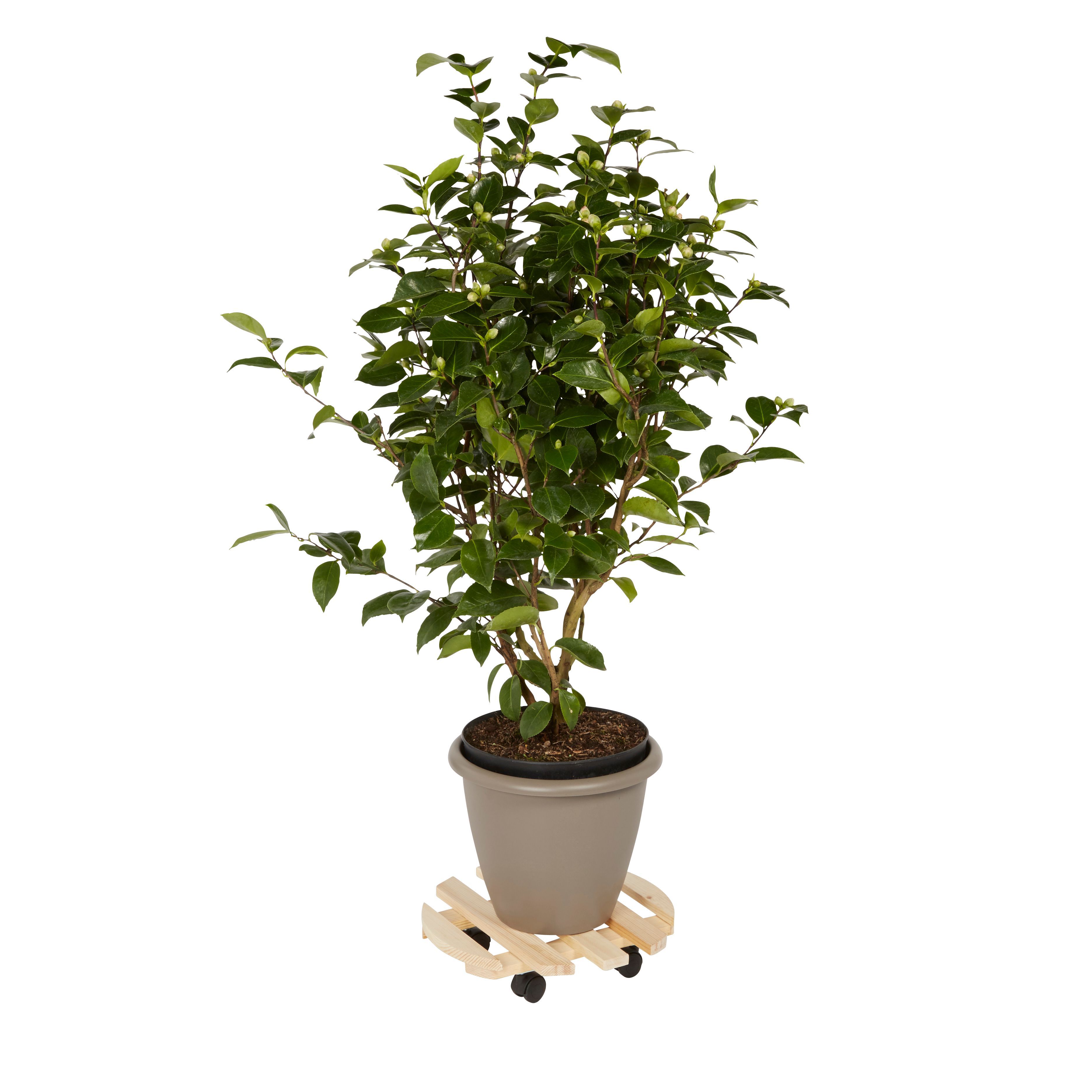 Diall Wood Dolly, 80kg capacity - TR18