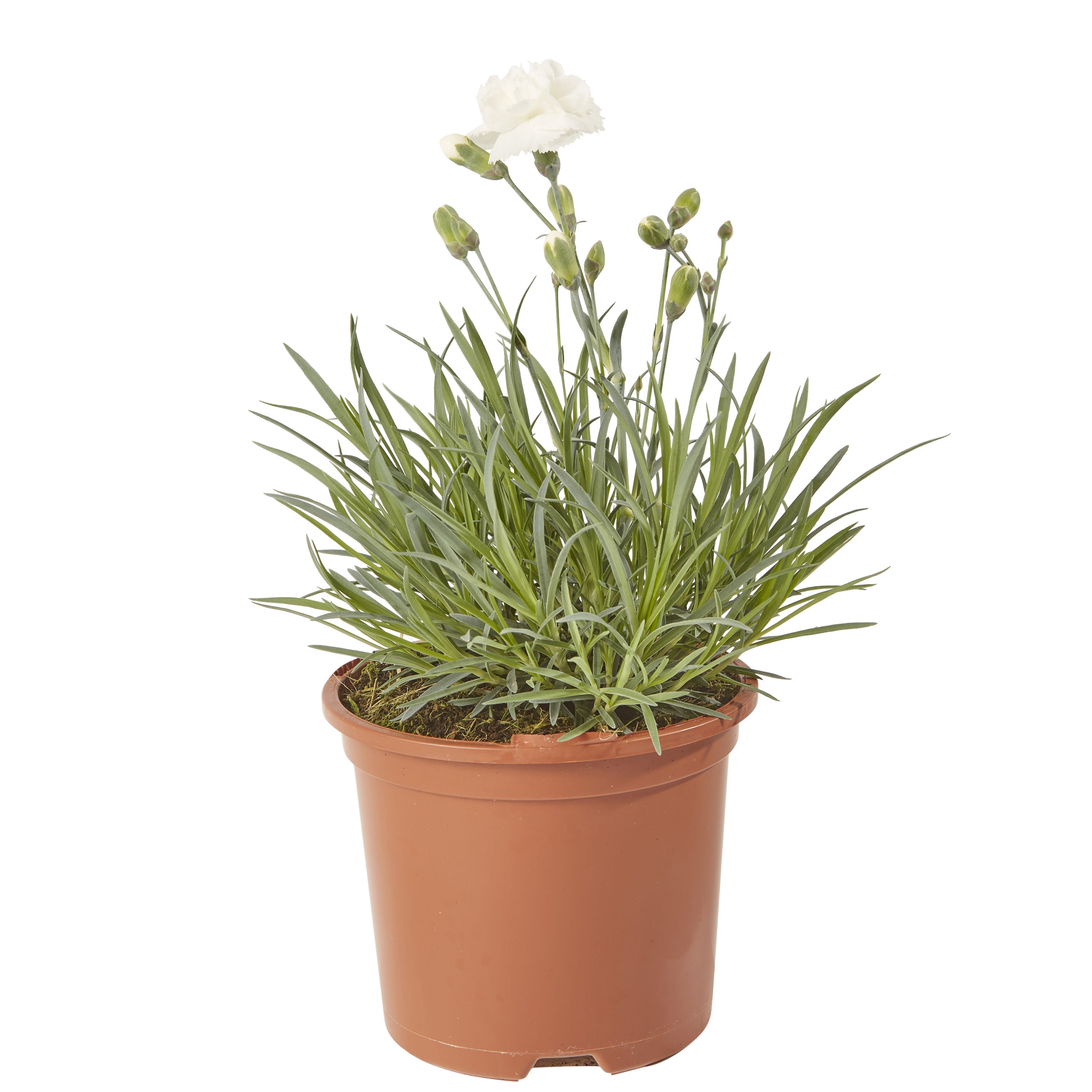 Dianthus Alpine Pink Summer Bedding plant 13cm, Pack of 4 DIY at B&Q