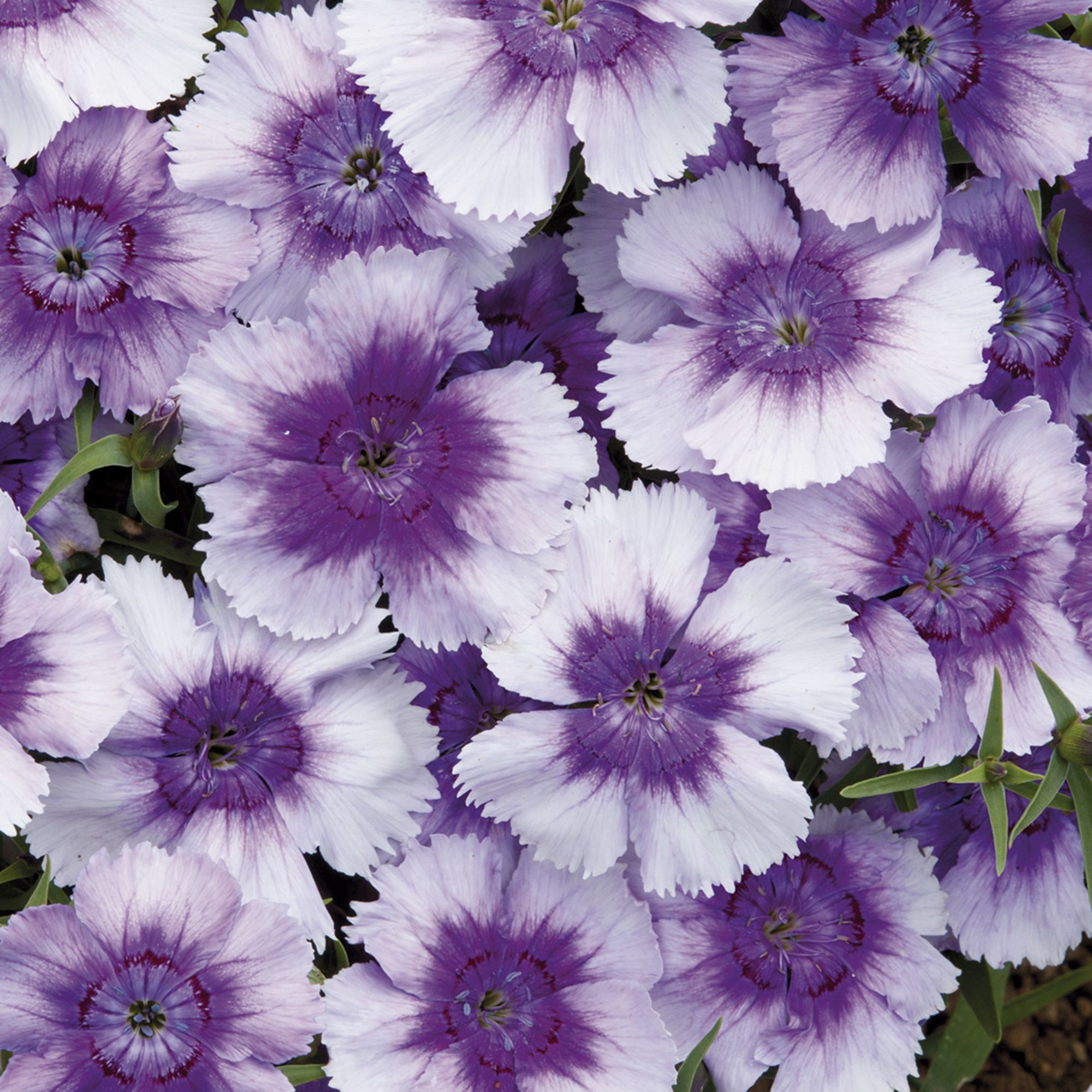 Dianthus Assorted Autumn Bedding plant 10.5cm, Pack of 6