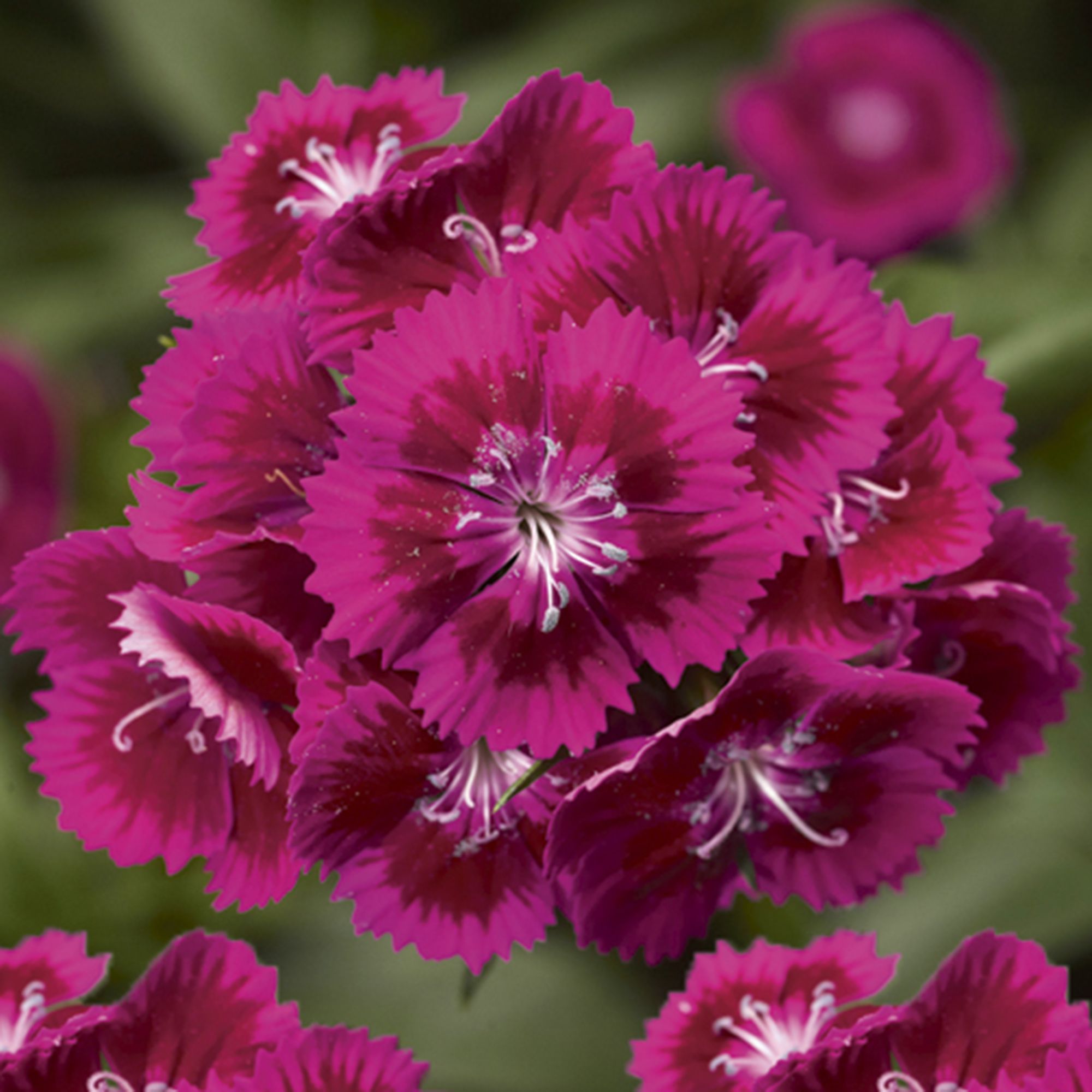 Dianthus Assorted Autumn Bedding plant 10.5cm, Pack of 6