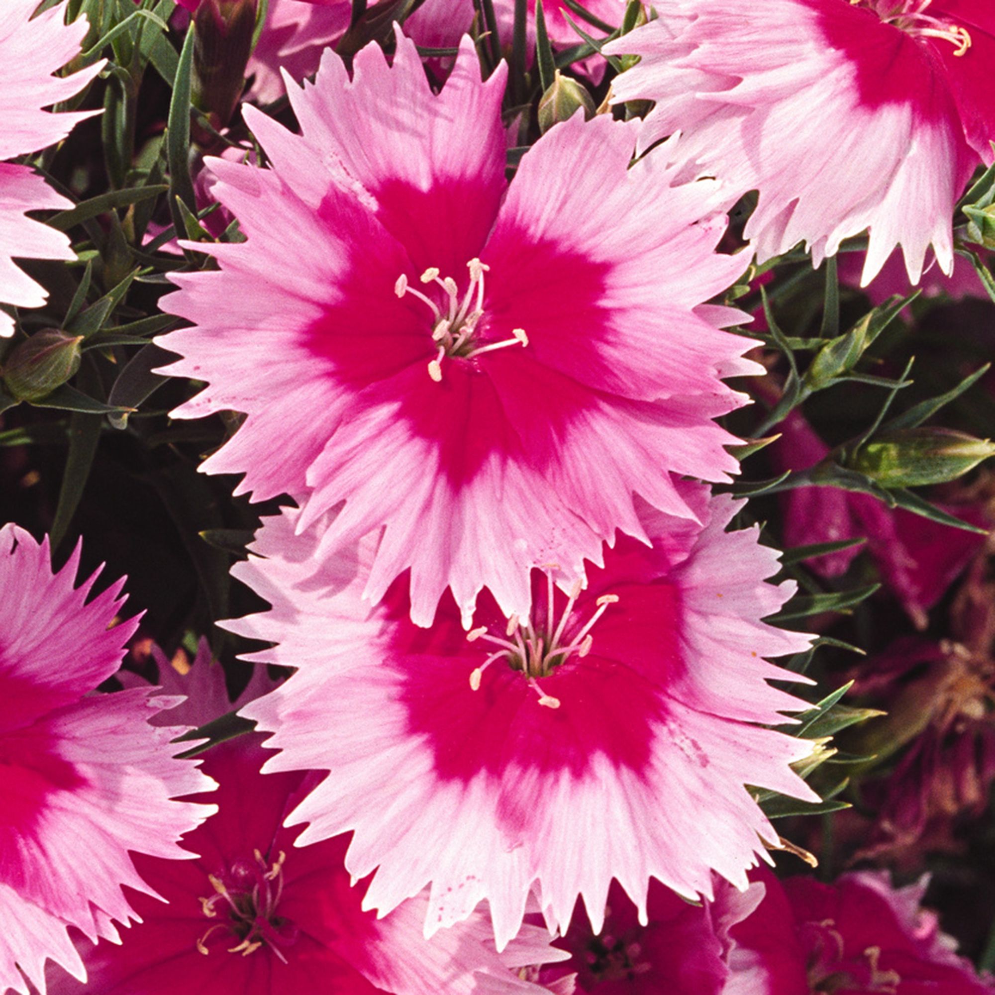 Dianthus Assorted Autumn Bedding plant 10.5cm, Pack of 6