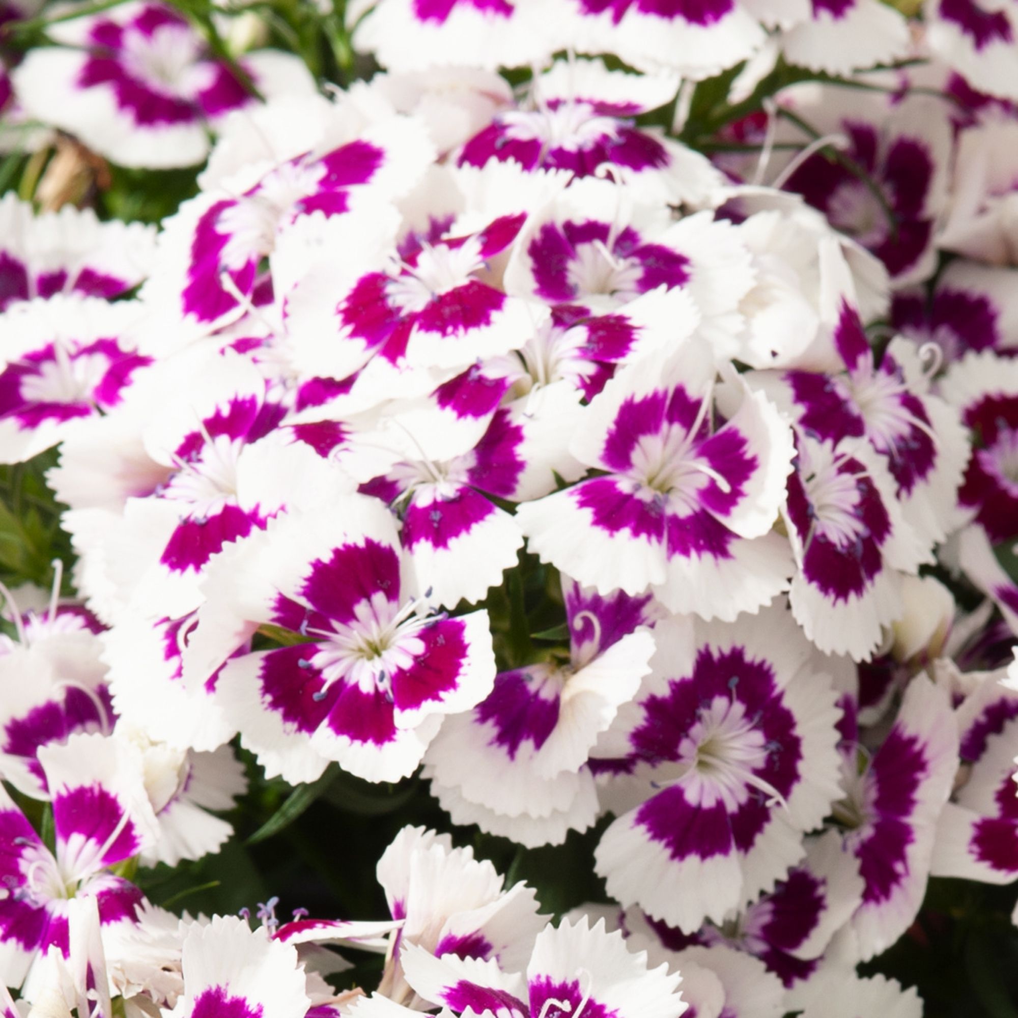 Dianthus Assorted Autumn Bedding plant 10.5cm, Pack of 6