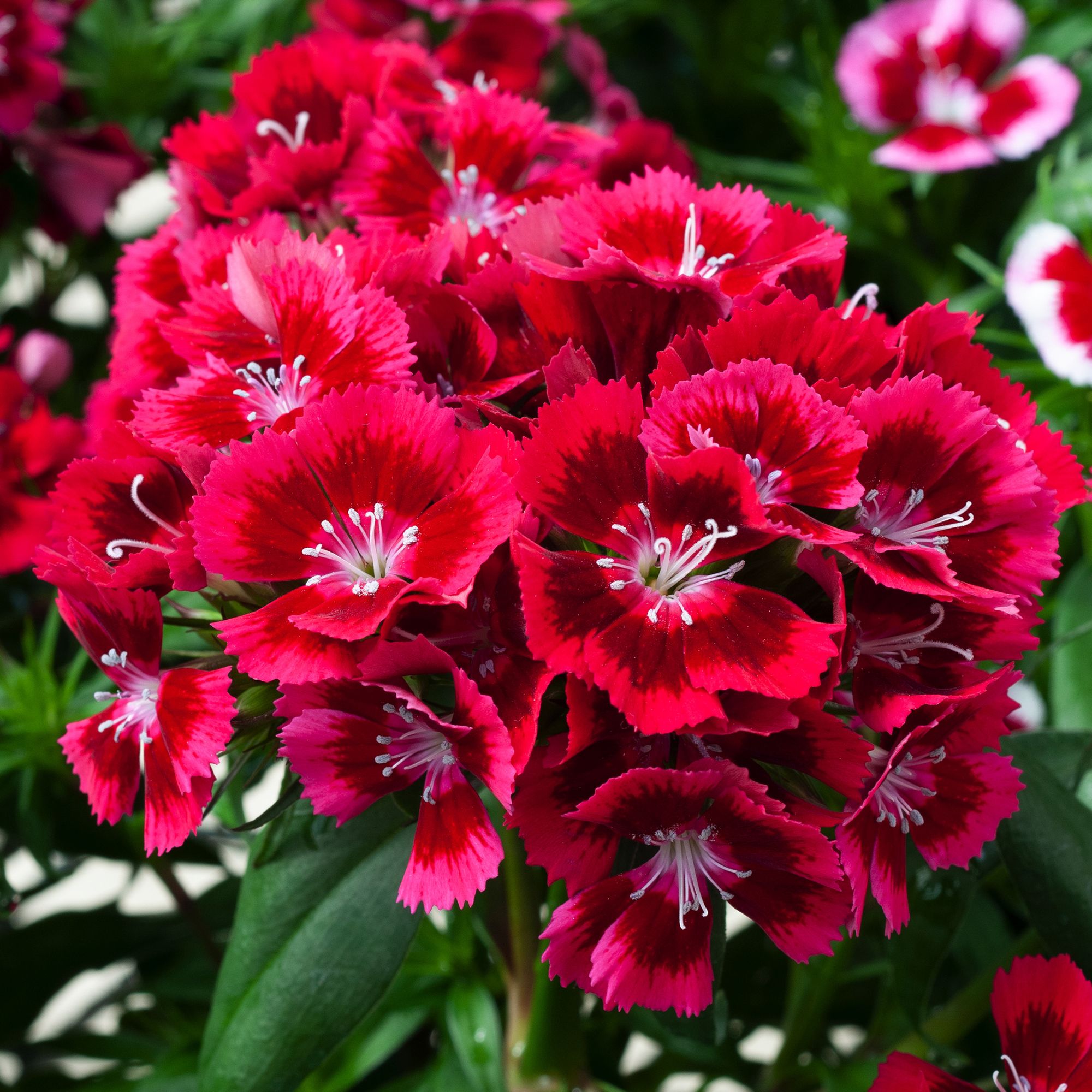 Dianthus Assorted Autumn Bedding plant 10.5cm, Pack of 6