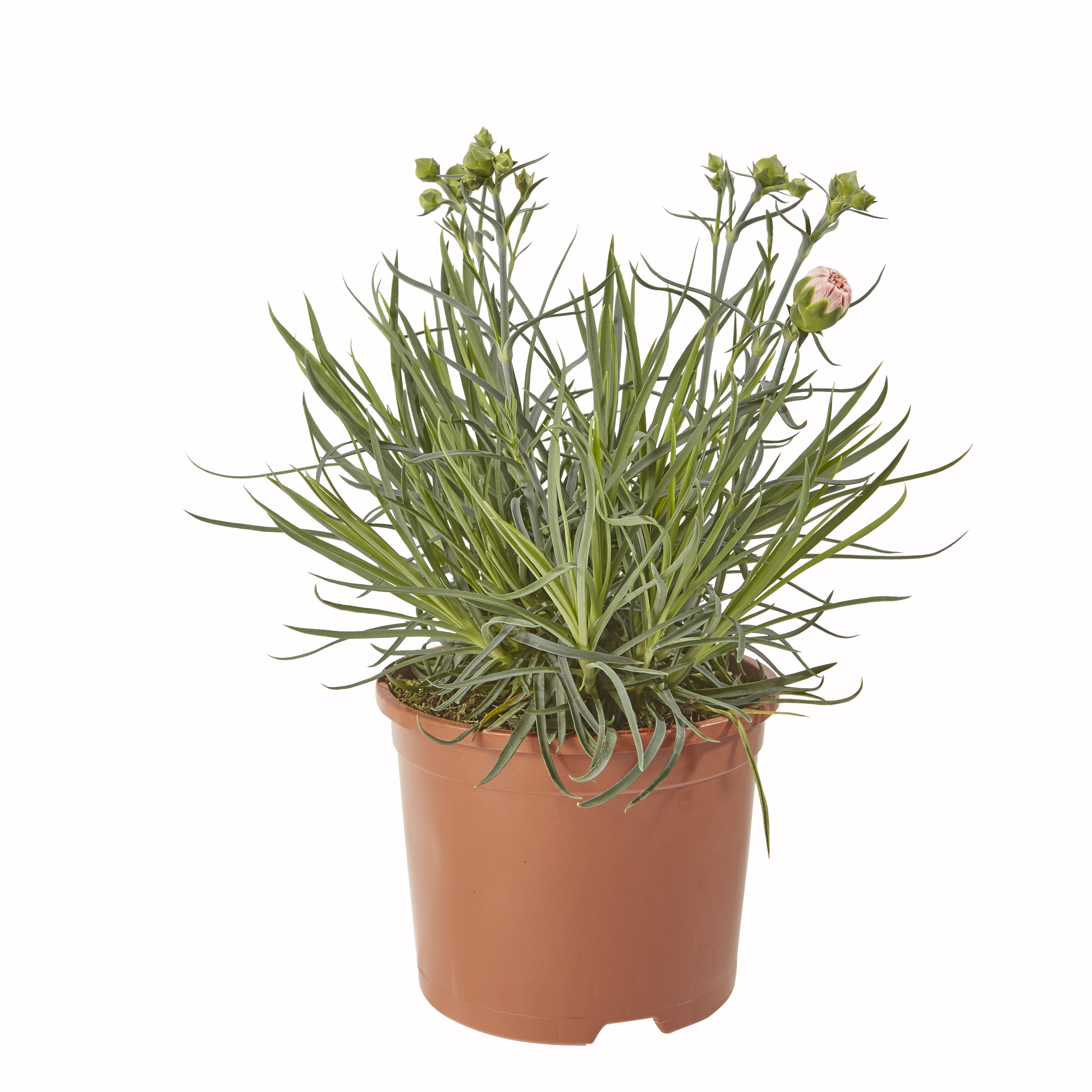 Dianthus Cottage Pink Summer Bedding plant 17cm, Pack of 2 DIY at B&Q