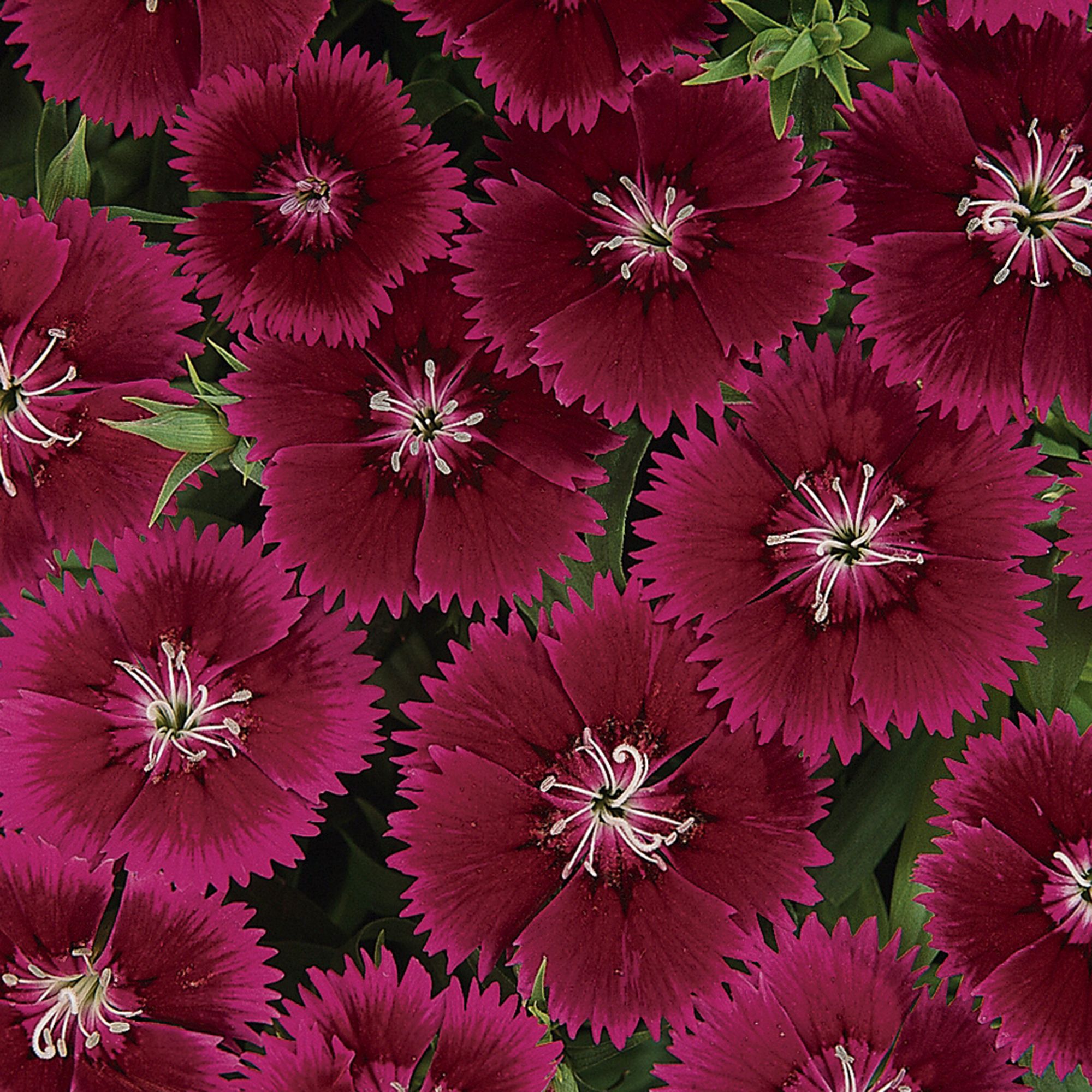 Dianthus Deep red Autumn Bedding plant 10.5cm, Pack of 6