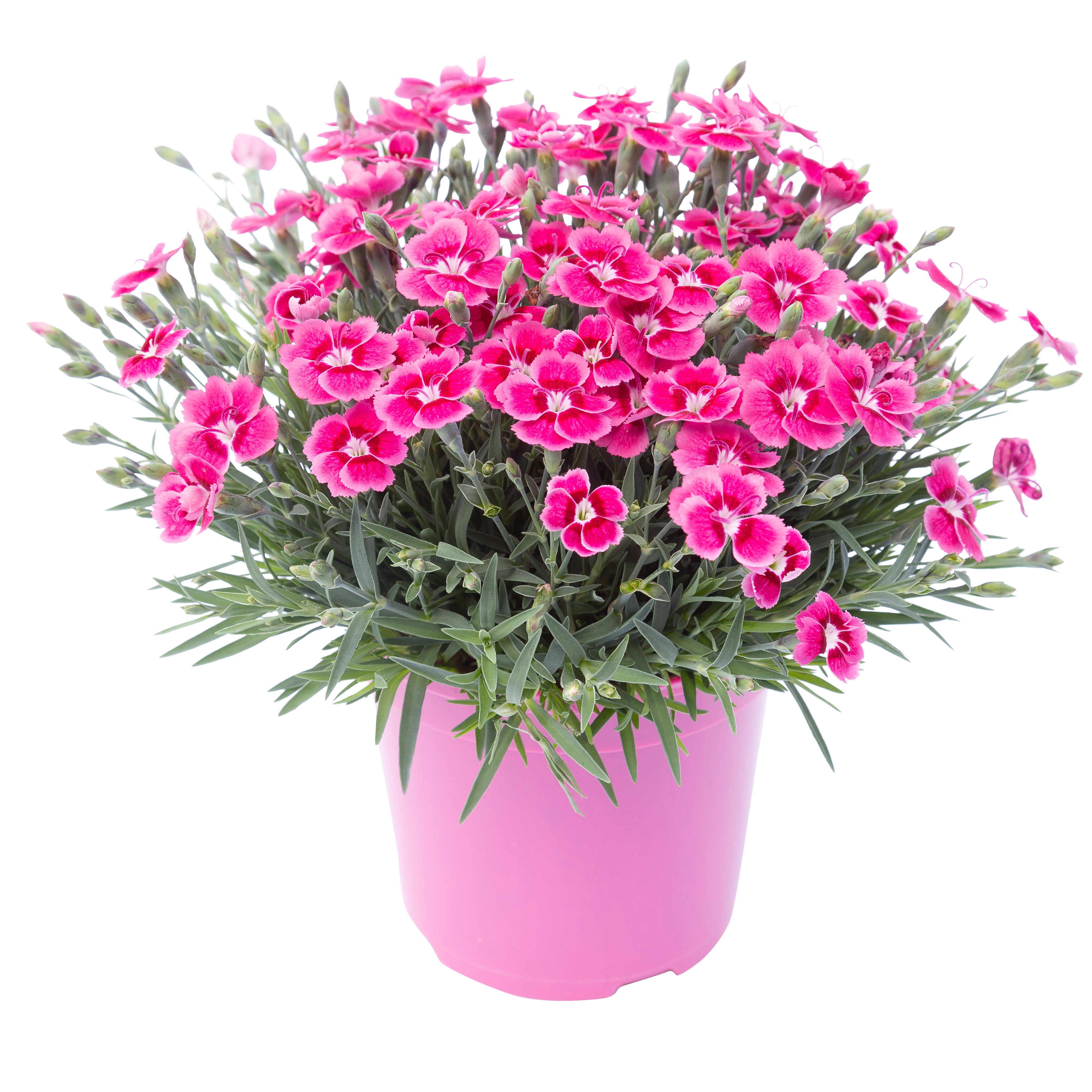 Dianthus Electric Dreams 13cm Bedding plant, Pack of 2
