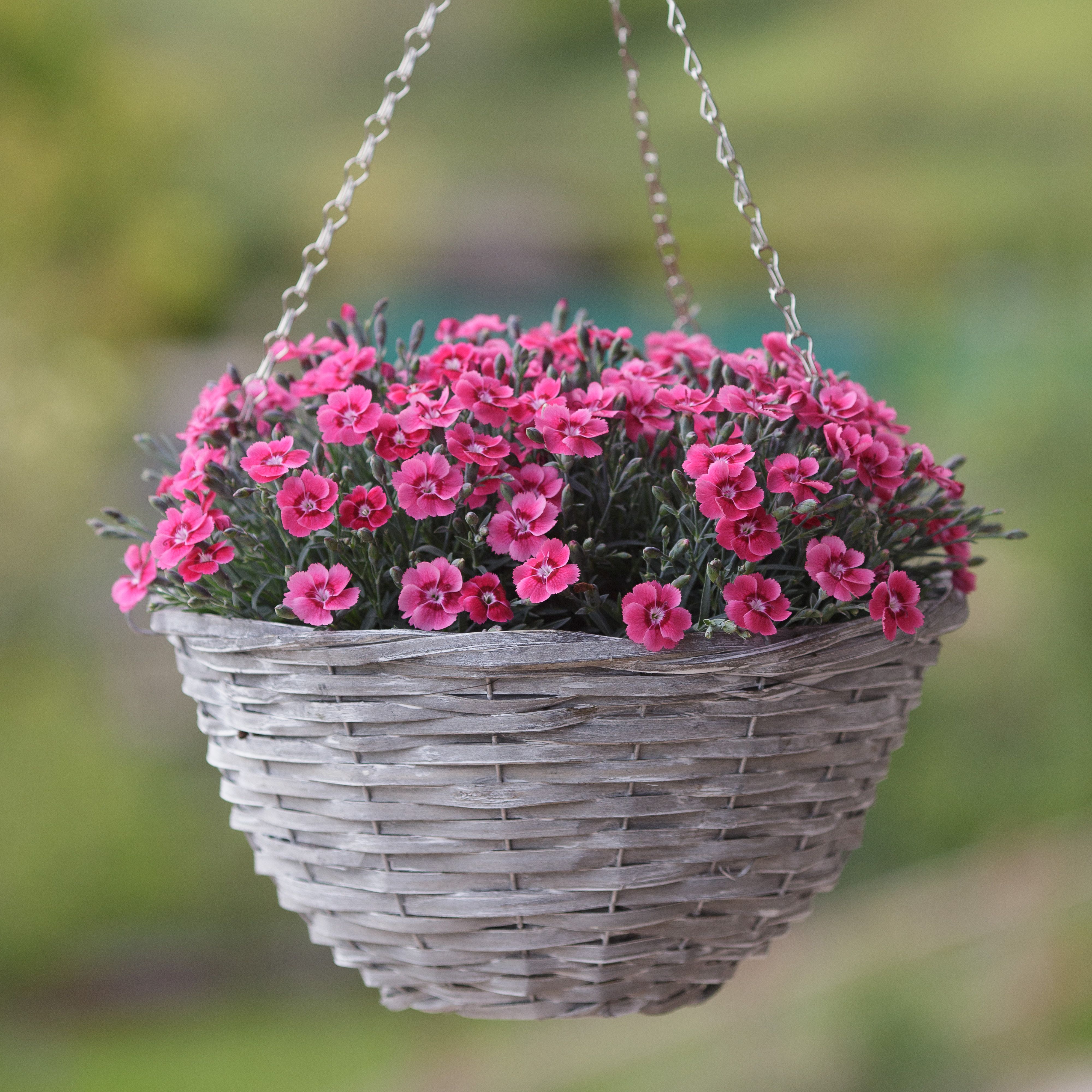 Dianthus Electric Dreams 13cm Bedding plant, Pack of 2