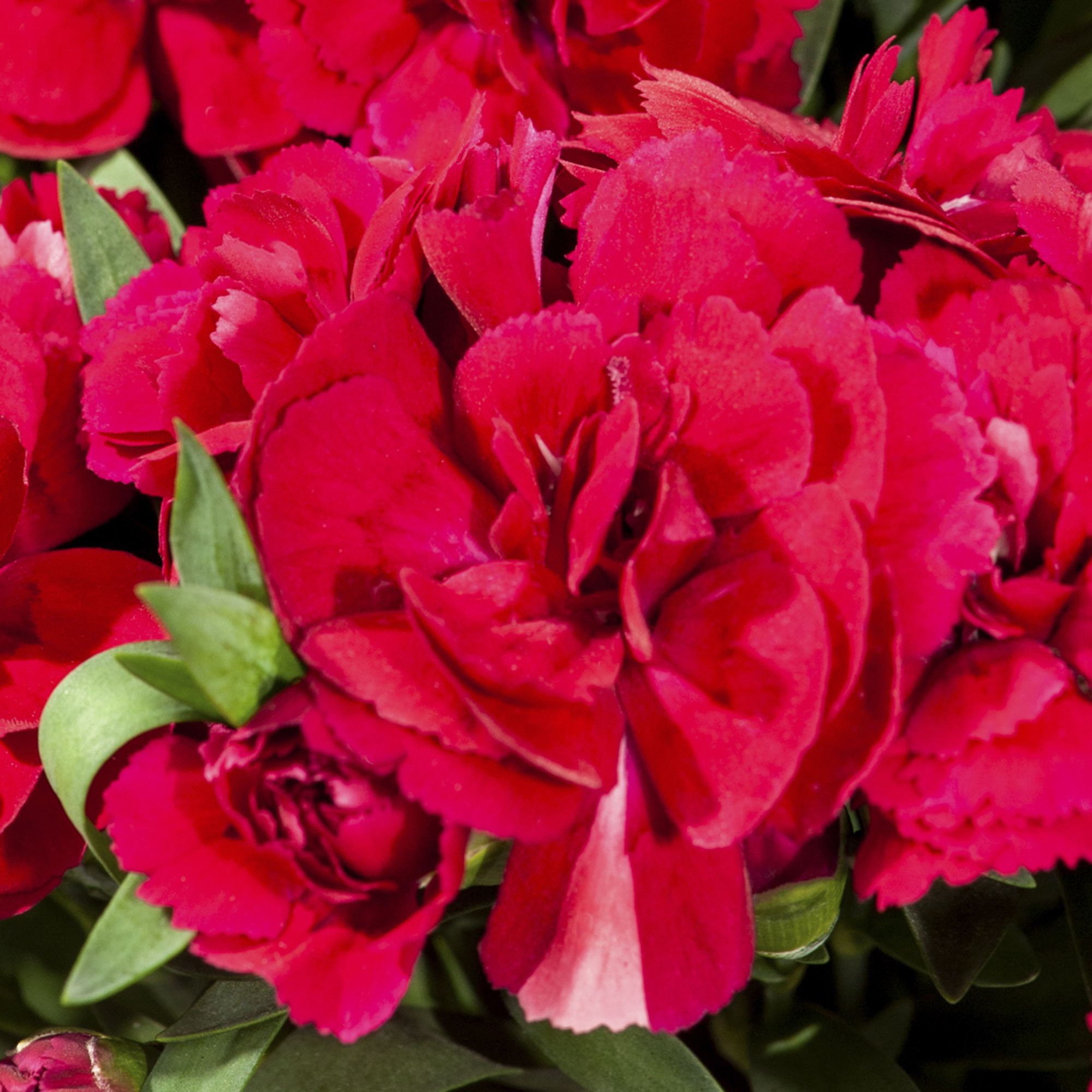 Dianthus & ivy Autumn Bedding plant 10.5cm, Pack of 3