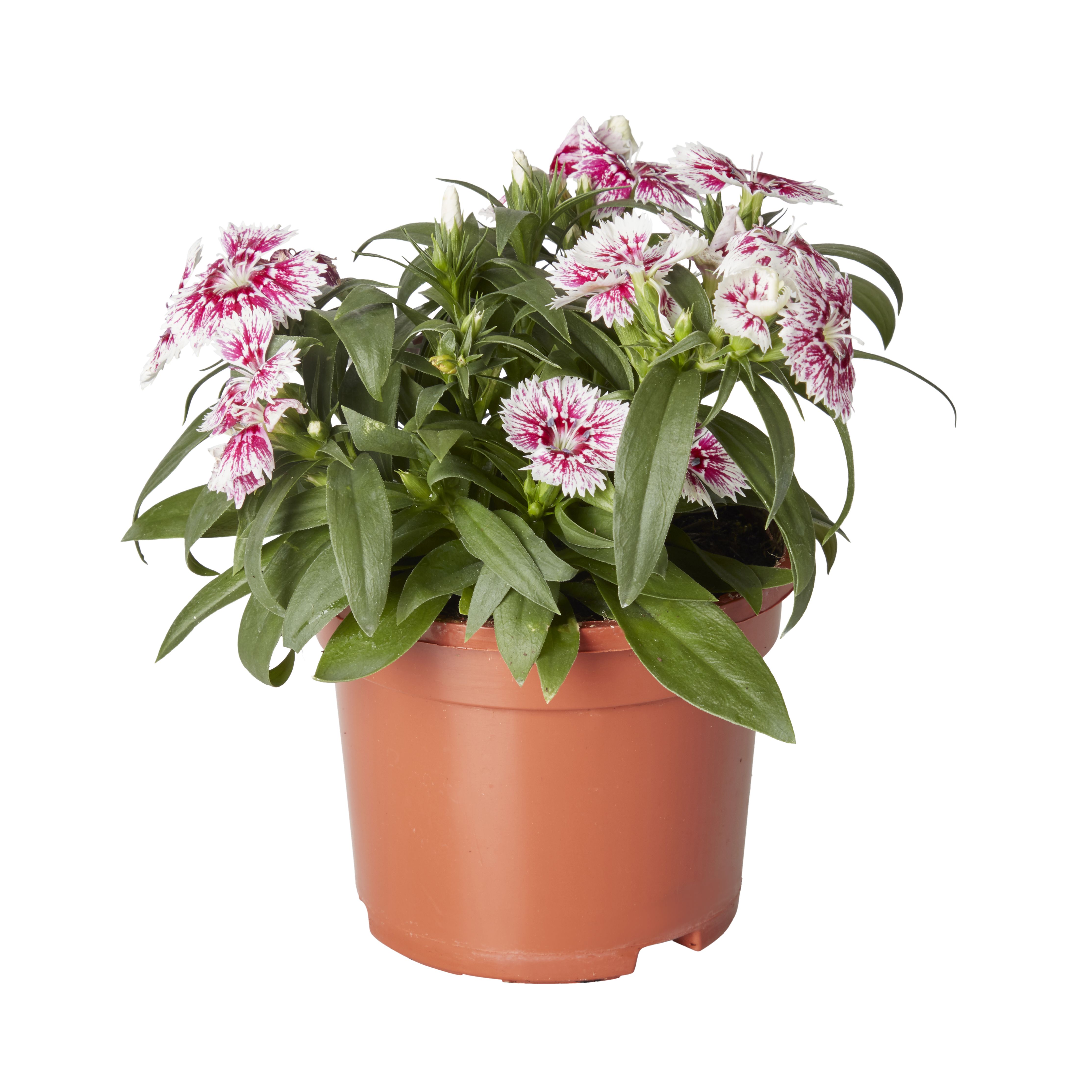Dianthus & ivy Autumn Bedding plant 10.5cm, Pack of 3