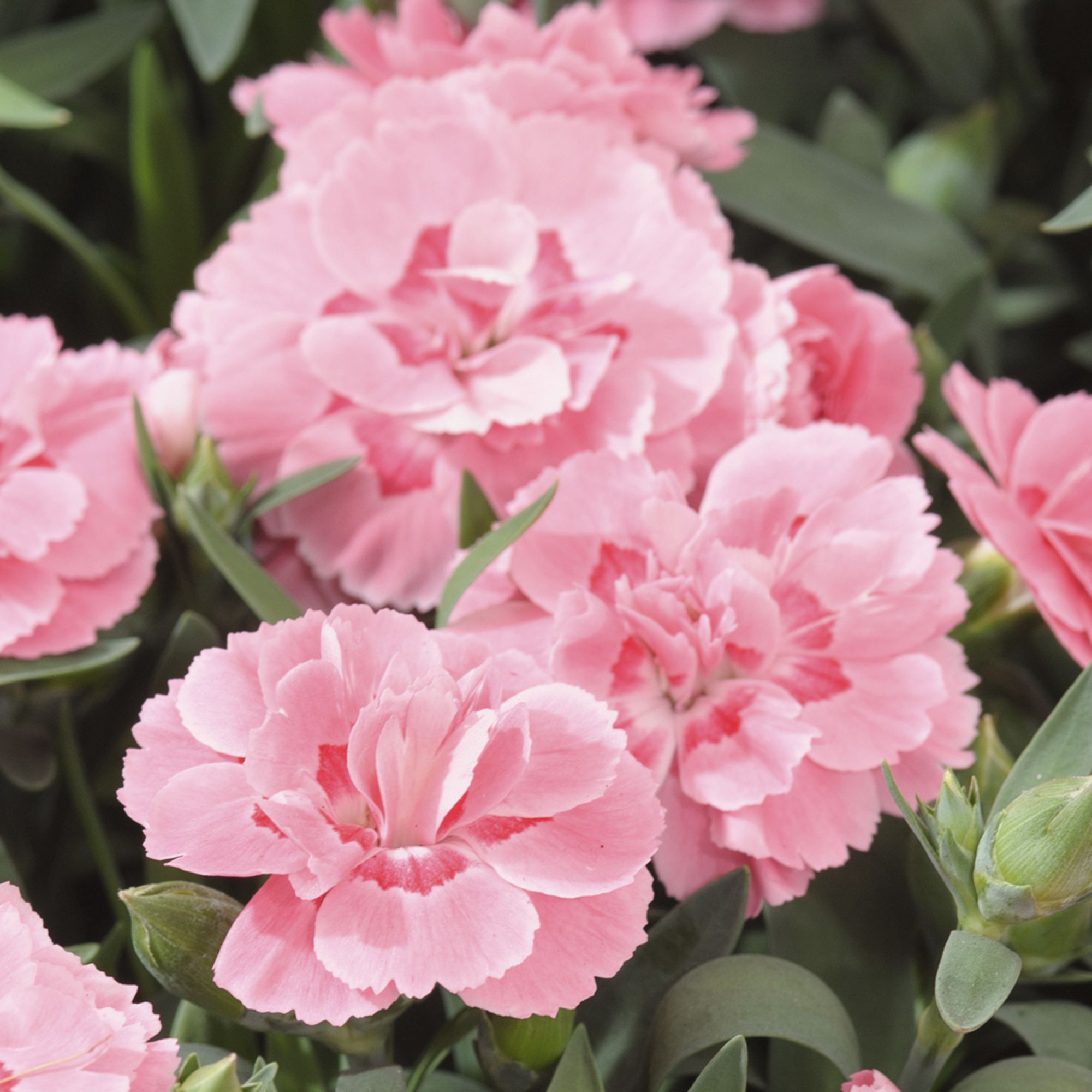 Dianthus & ivy Autumn Bedding plant 10.5cm, Pack of 3