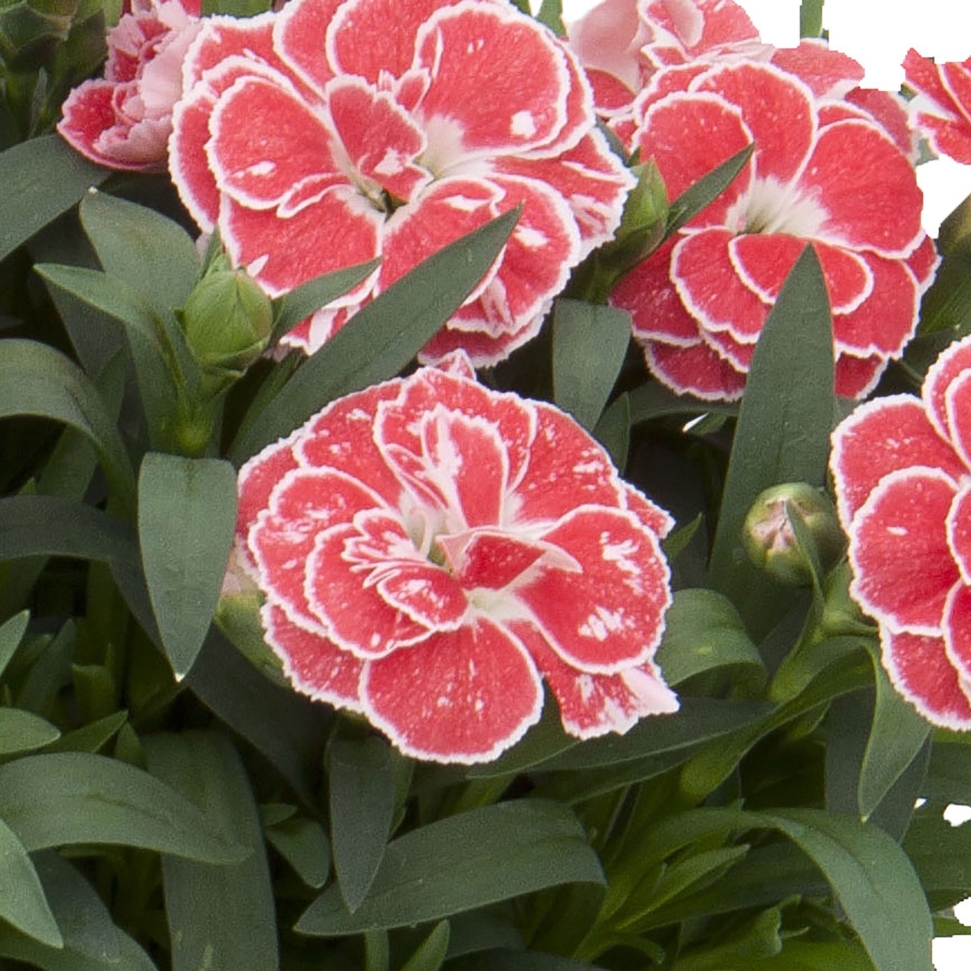Dianthus & ivy Autumn Bedding plant 10.5cm, Pack of 3