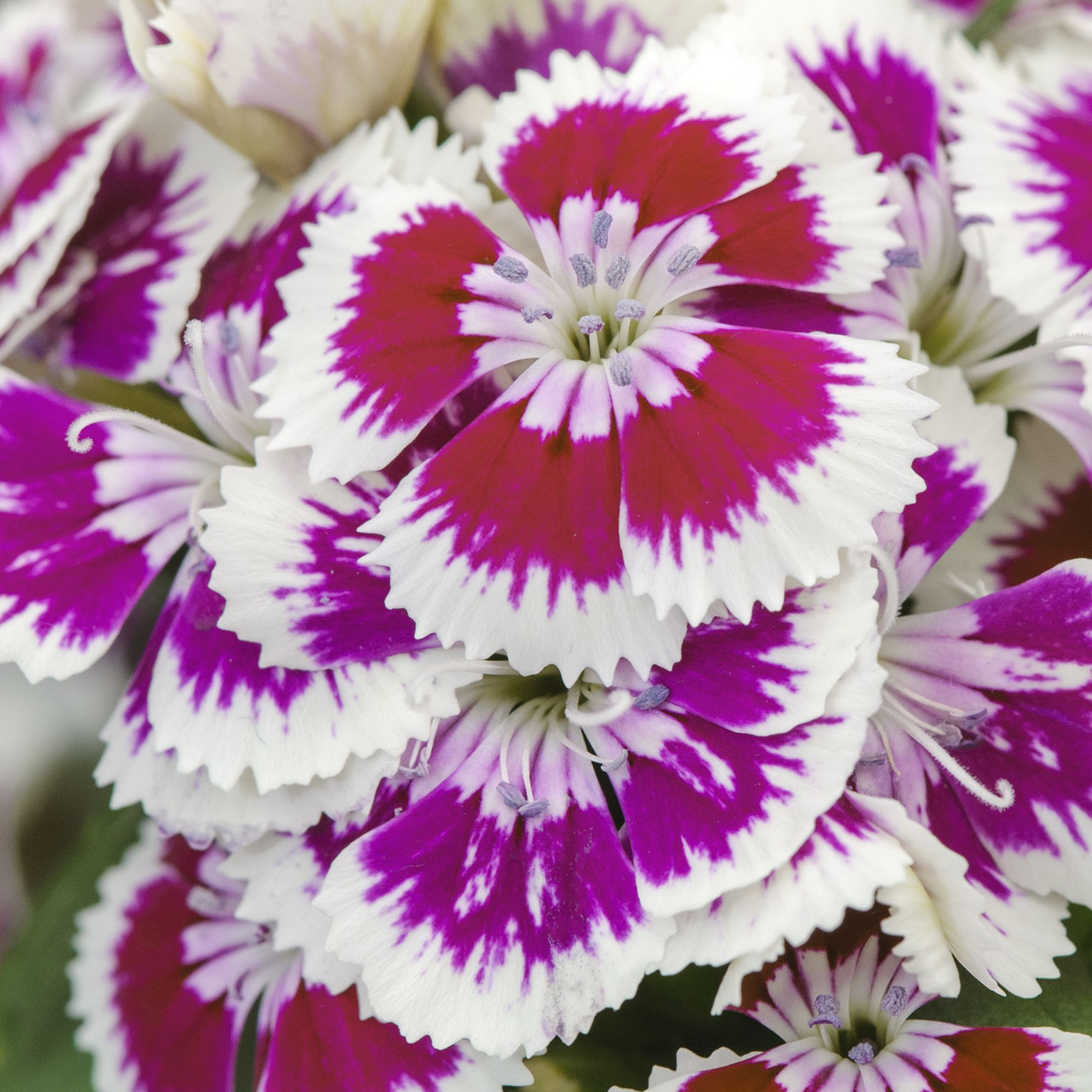 Dianthus & ivy Autumn Bedding plant 10.5cm, Pack of 3