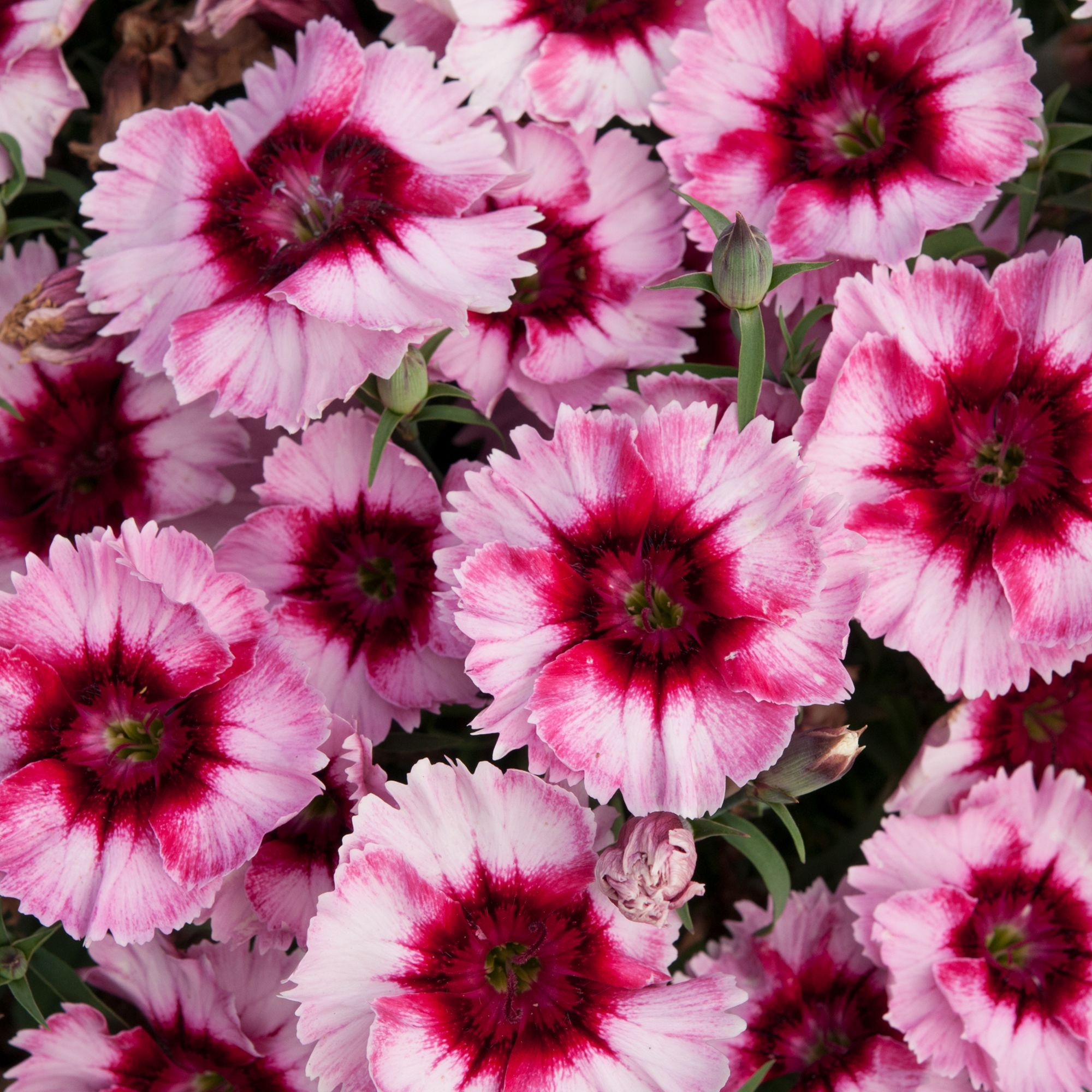 Dianthus & ivy Autumn Bedding plant 10.5cm, Pack of 3