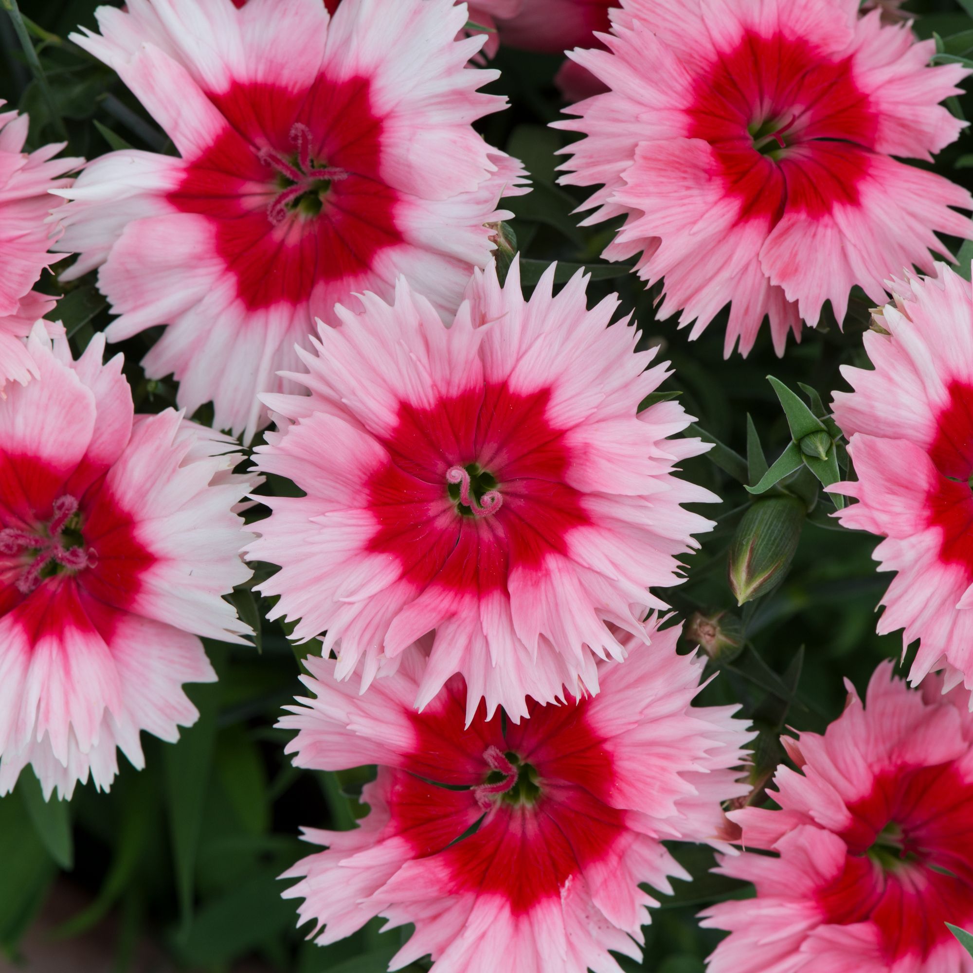 Dianthus & ivy Autumn Bedding plant 10.5cm, Pack of 3