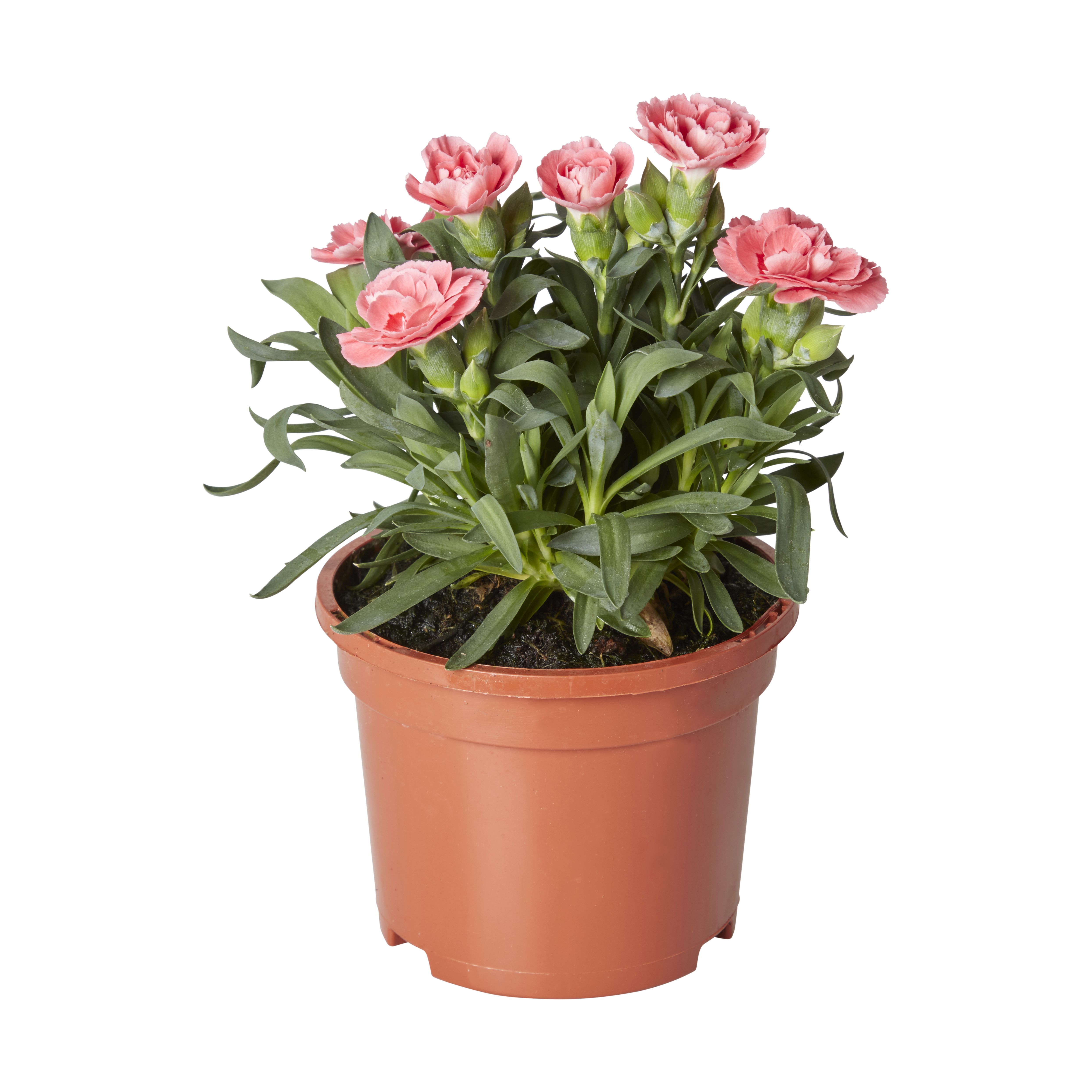 Dianthus & ivy Autumn Bedding plant 10.5cm, Pack of 3
