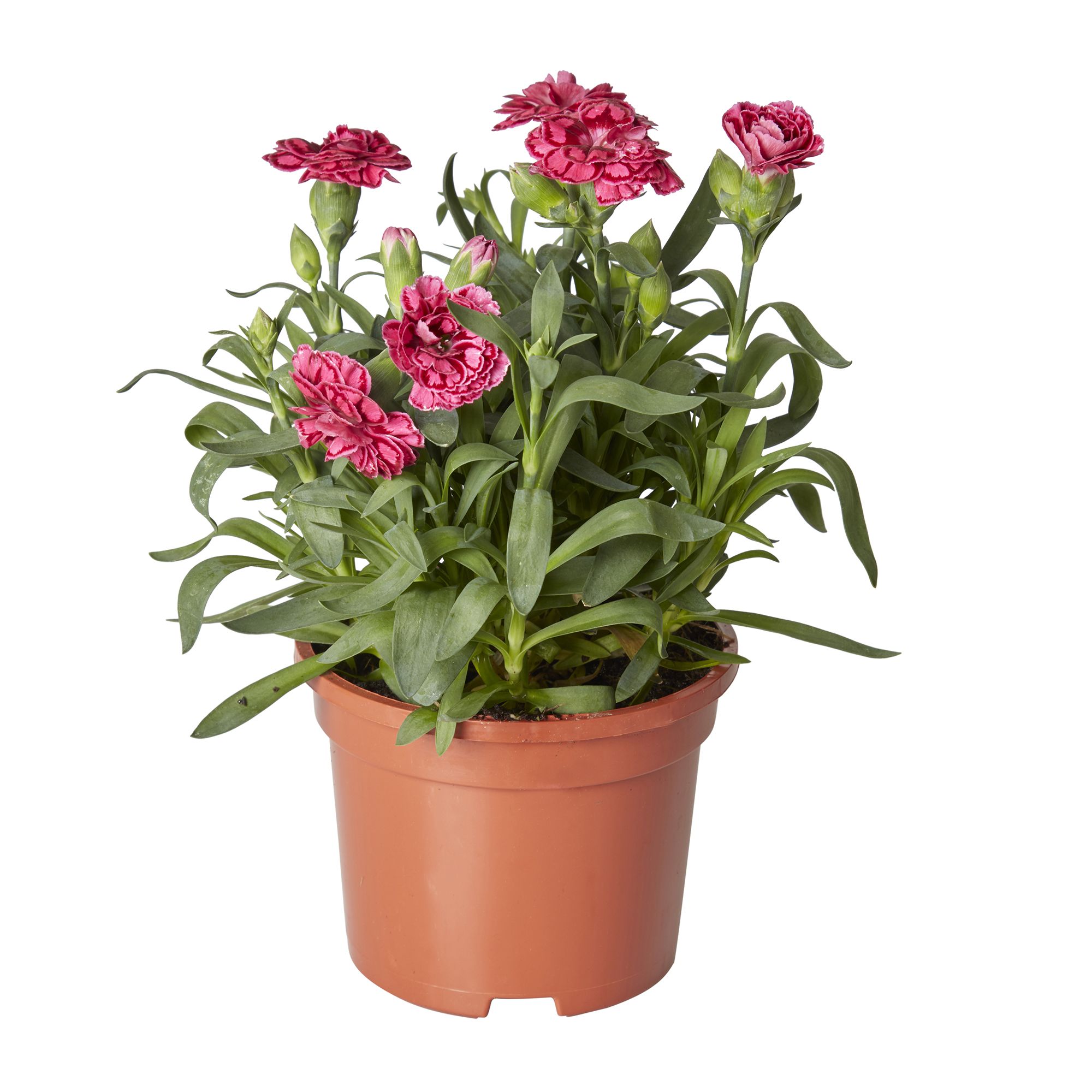 Dianthus & ivy Autumn Bedding plant 10.5cm, Pack of 3