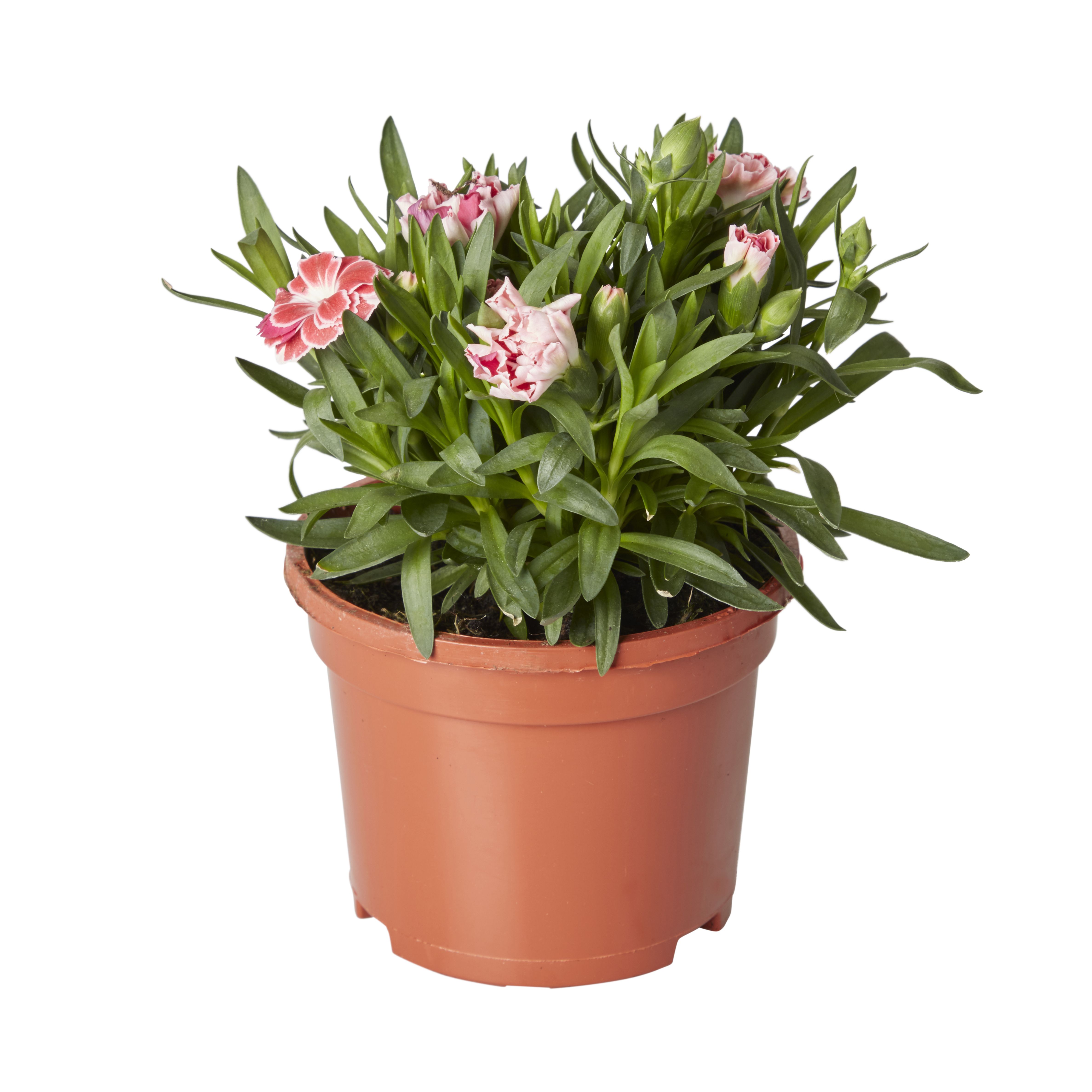 Dianthus & ivy Autumn Bedding plant 10.5cm, Pack of 3