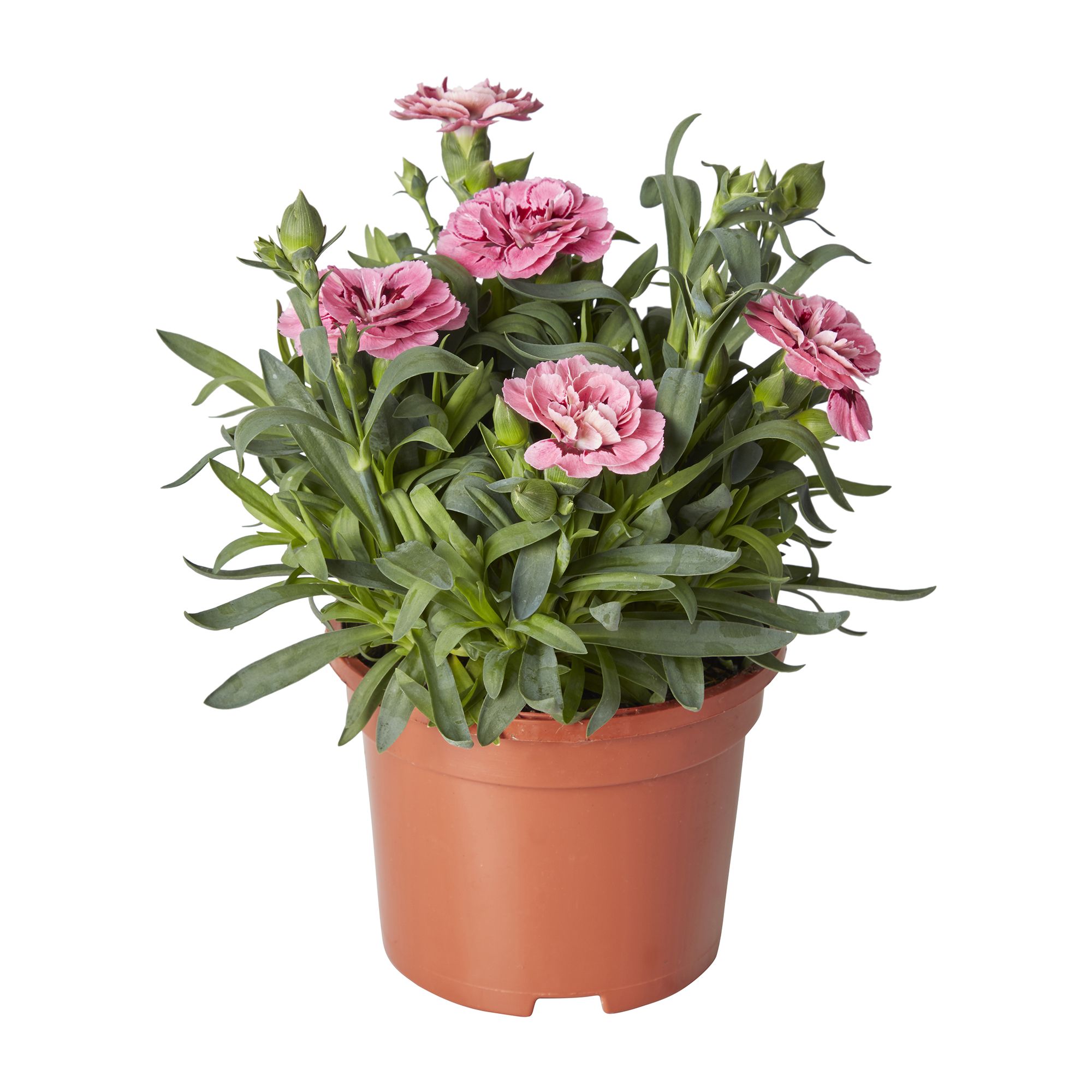 Dianthus & ivy Autumn Bedding plant 10.5cm, Pack of 3